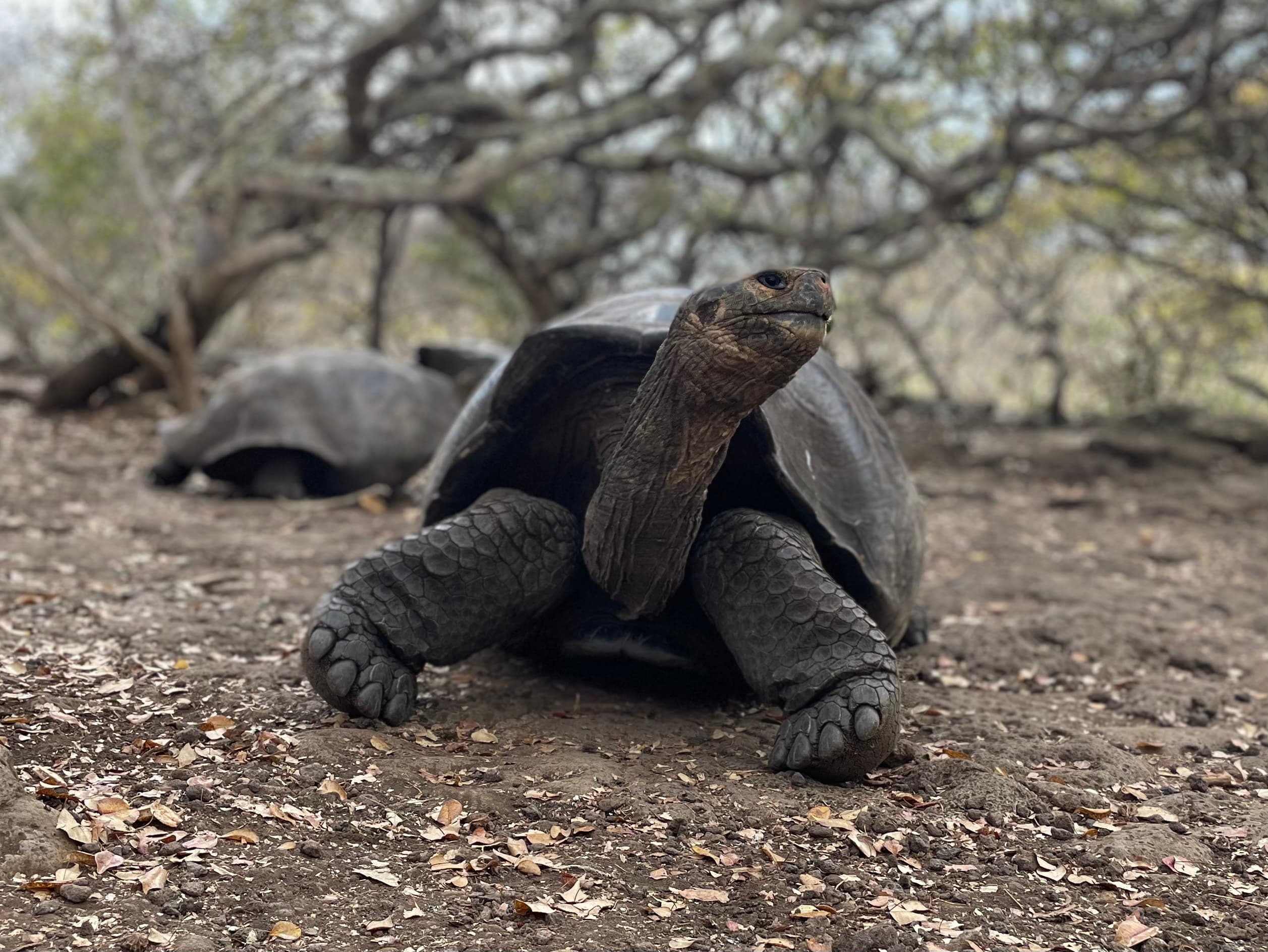 Galapagos Tortoise
