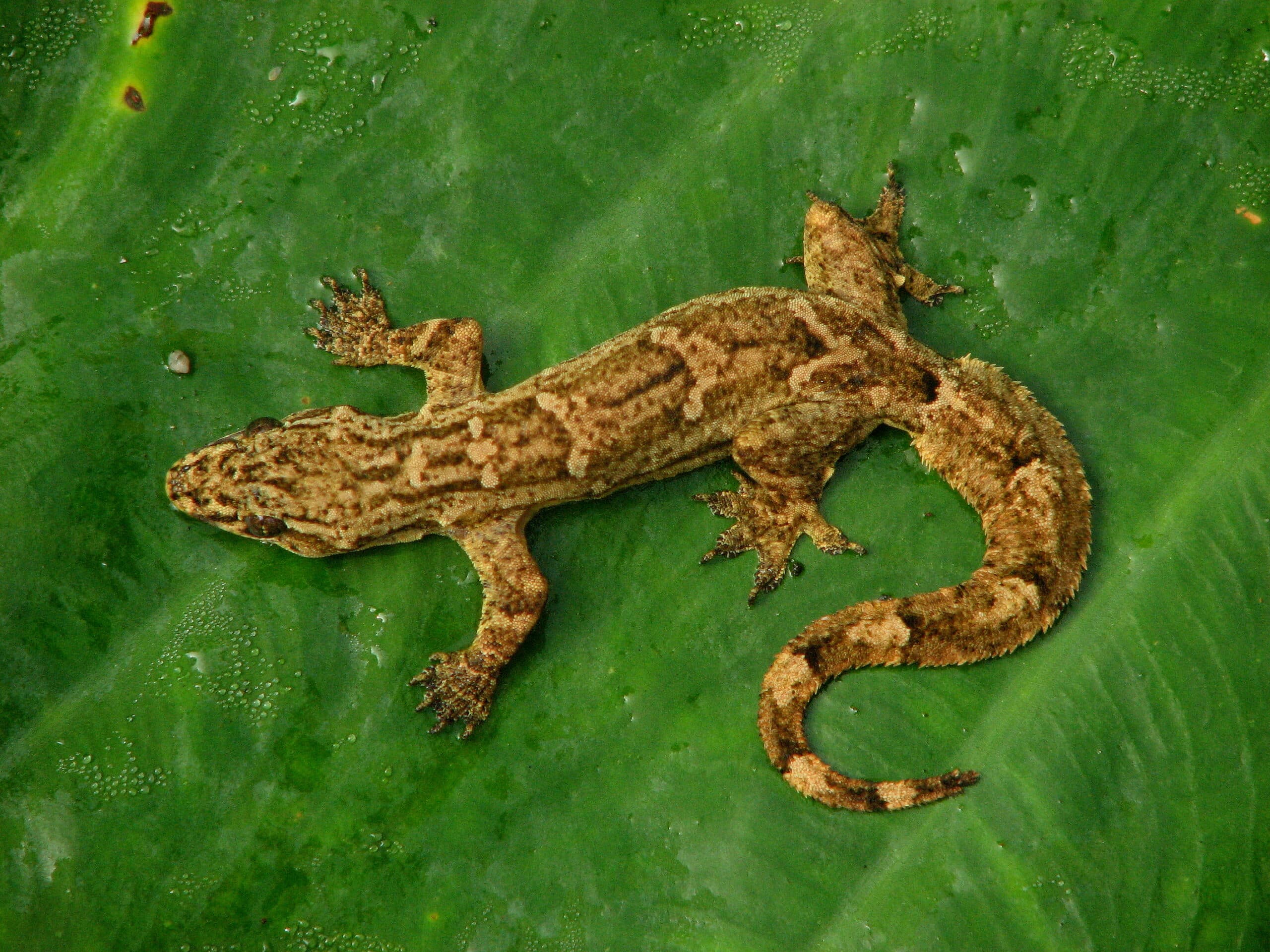 Flat-tailed Gecko Hemidactylus platyurus resting on a broad green leaf