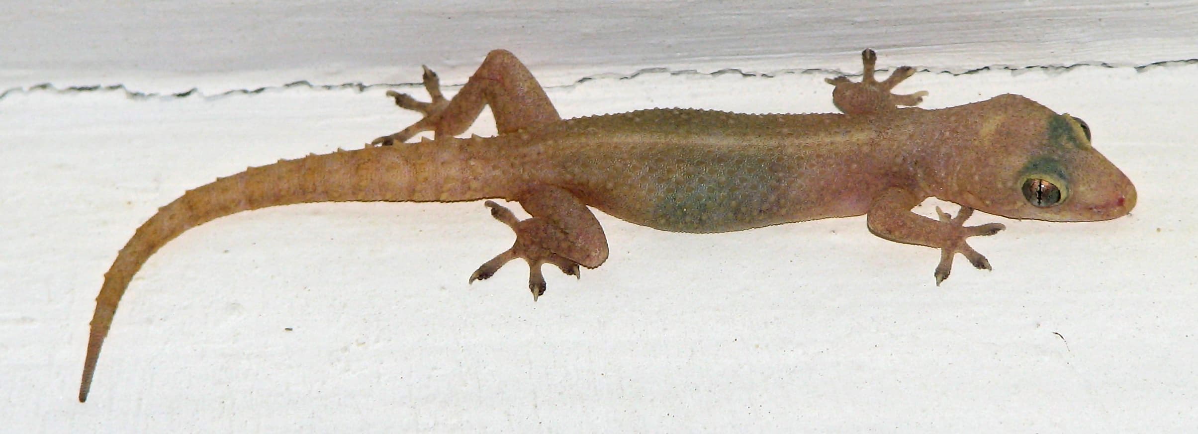 Gecko