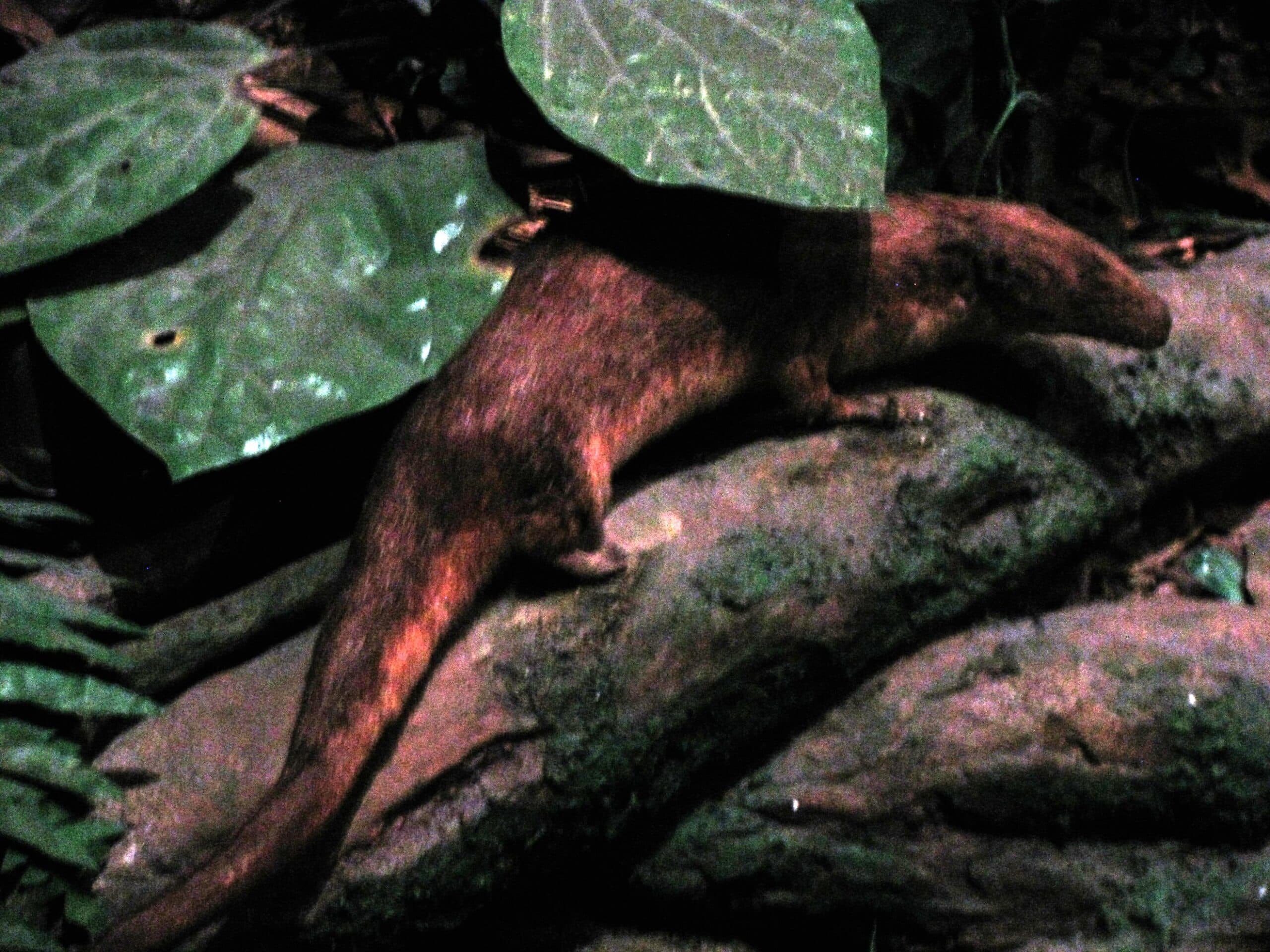 Giant Otter Shrew