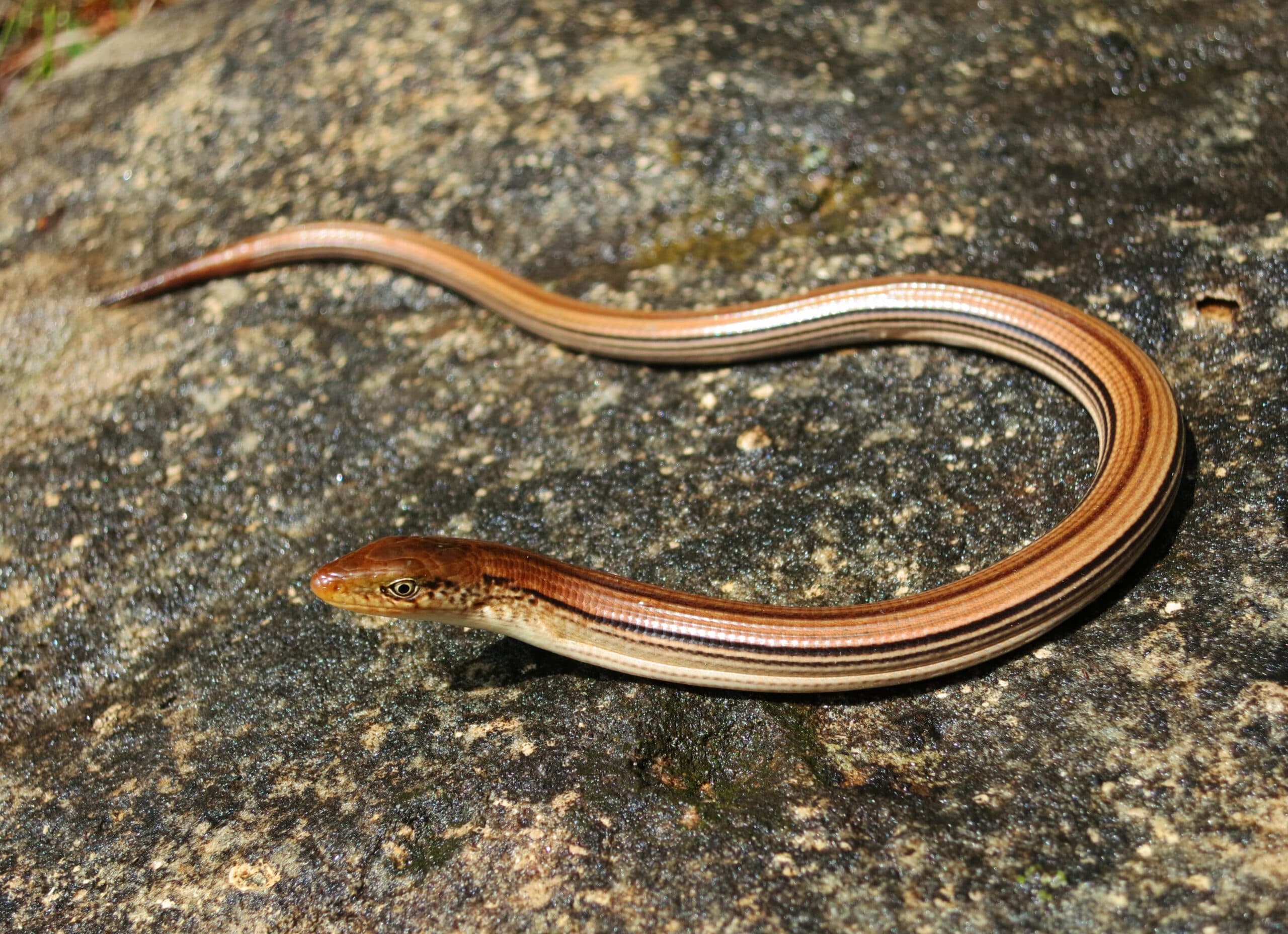 Glass Lizard