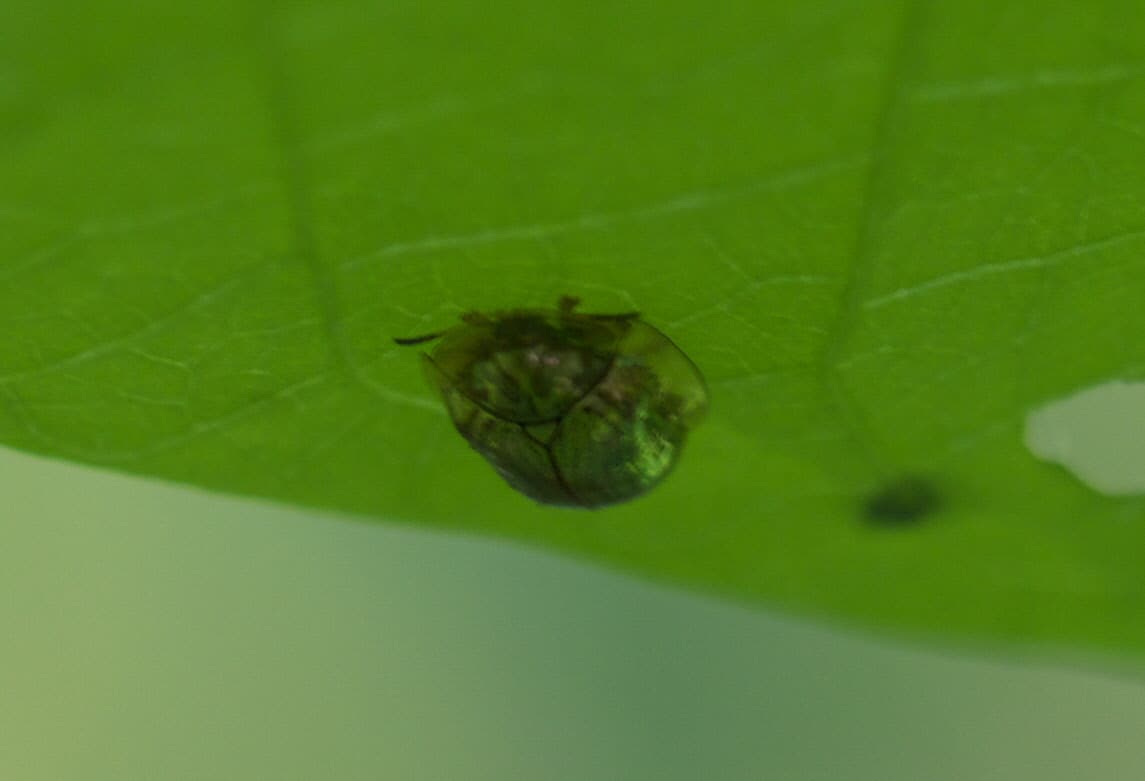 Dark reflective adult Golden Tortoise Beetle beneath a green leaf in Oklahoma