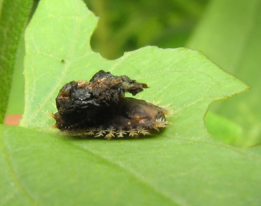 Golden Tortoise Beetle larva carrying a fecal shield on a bindweed leaf