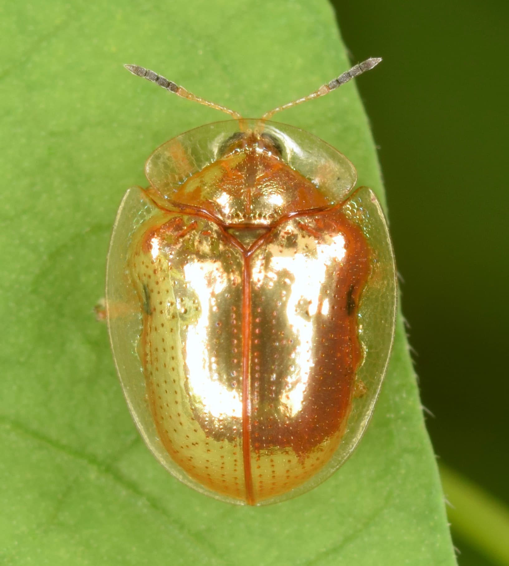 Golden Tortoise Beetle