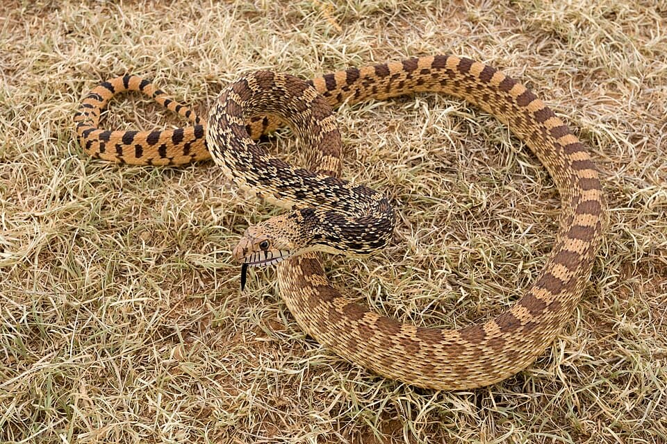 Bullsnake subspecies of gopher snake coiled in dry grass in New Mexico