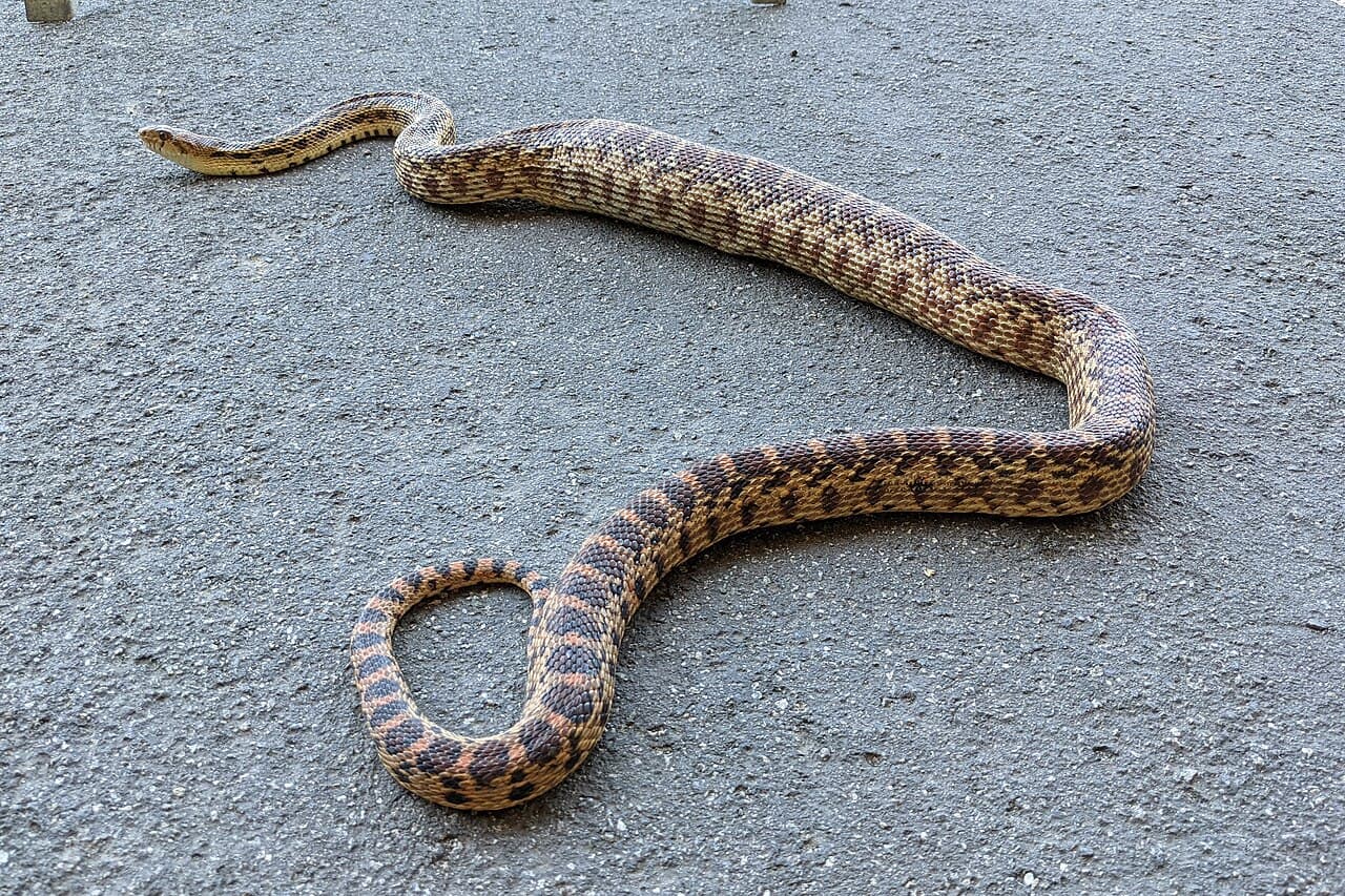 Pacific gopher snake crossing an open paved trail in California
