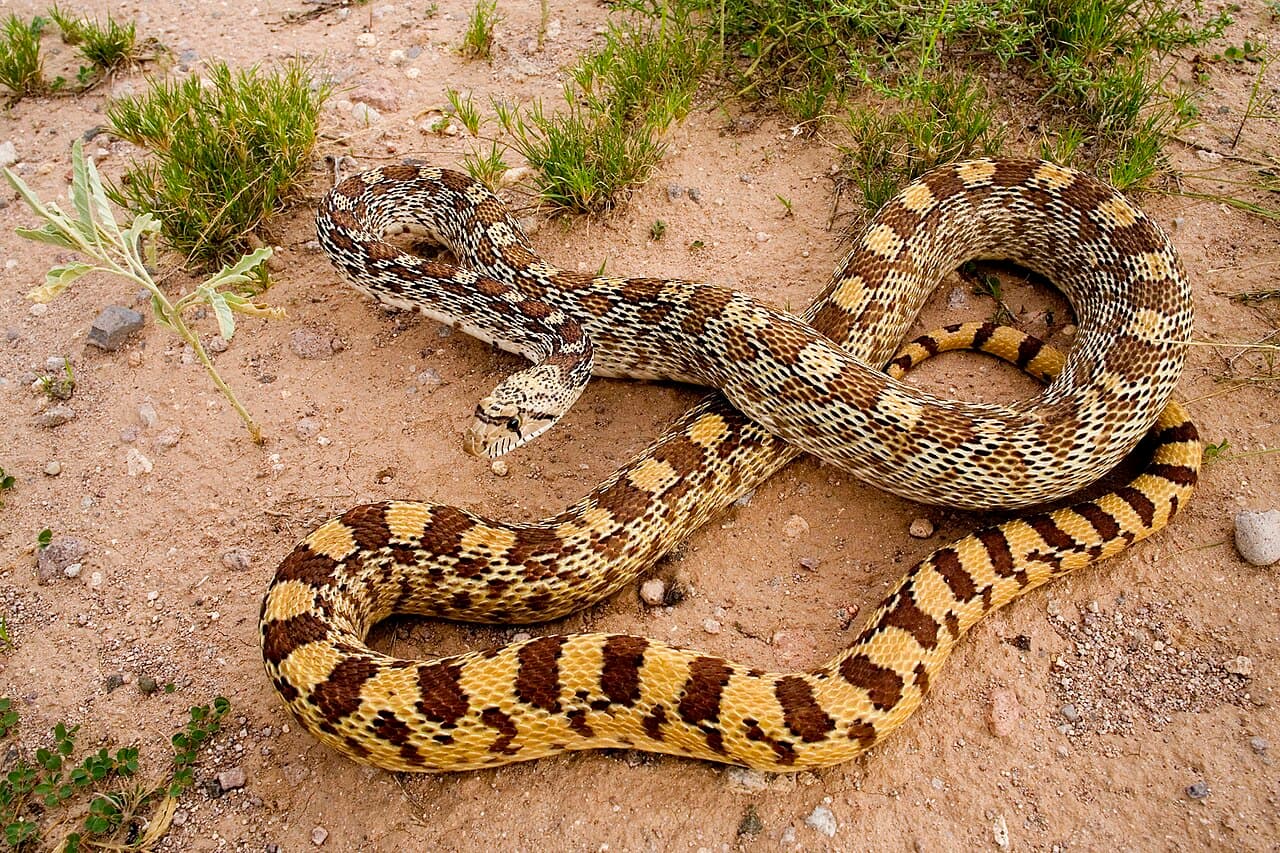 Gopher Snake