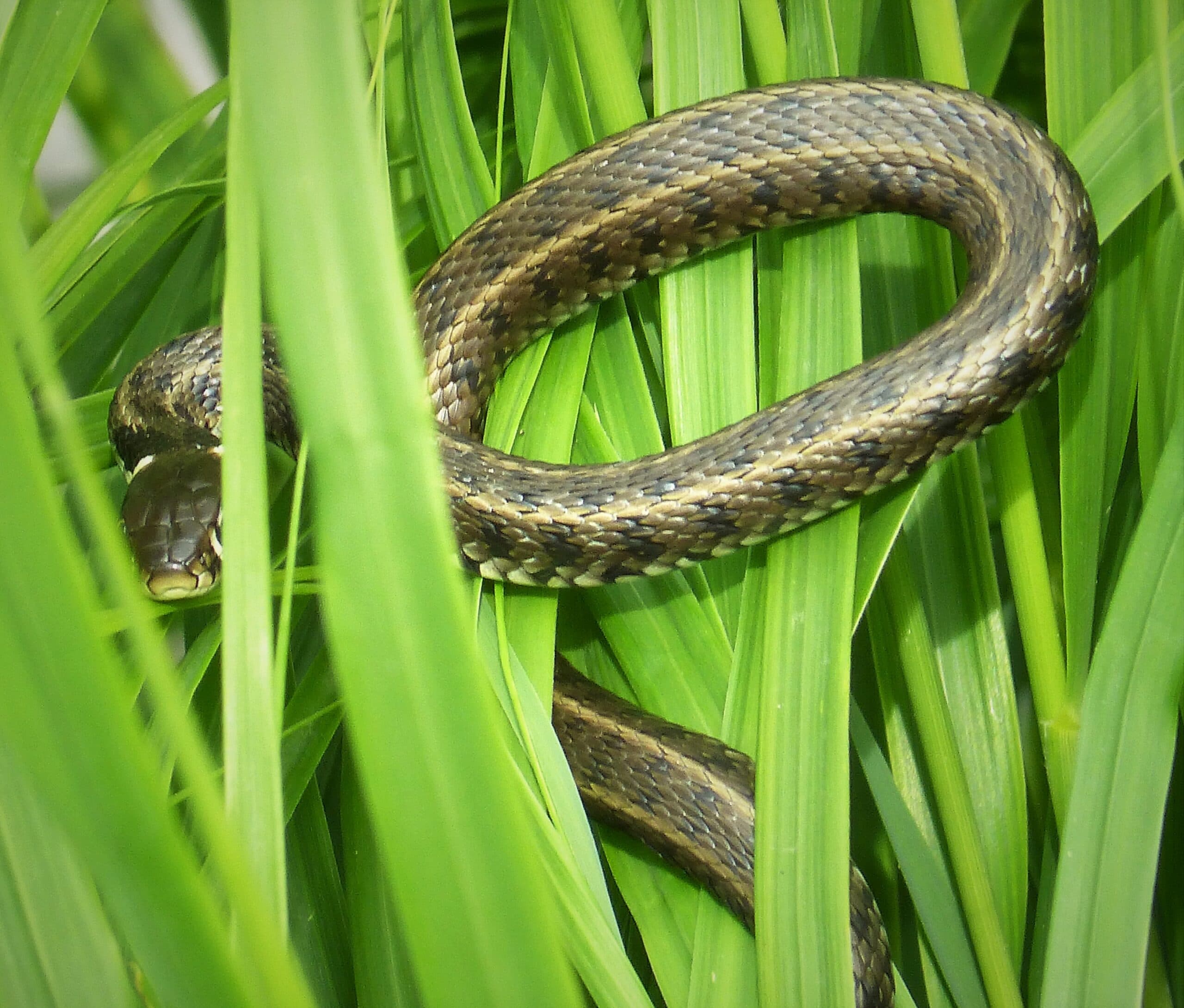 Grass Snake Natrix natrix moving through tall green vegetation in Albania