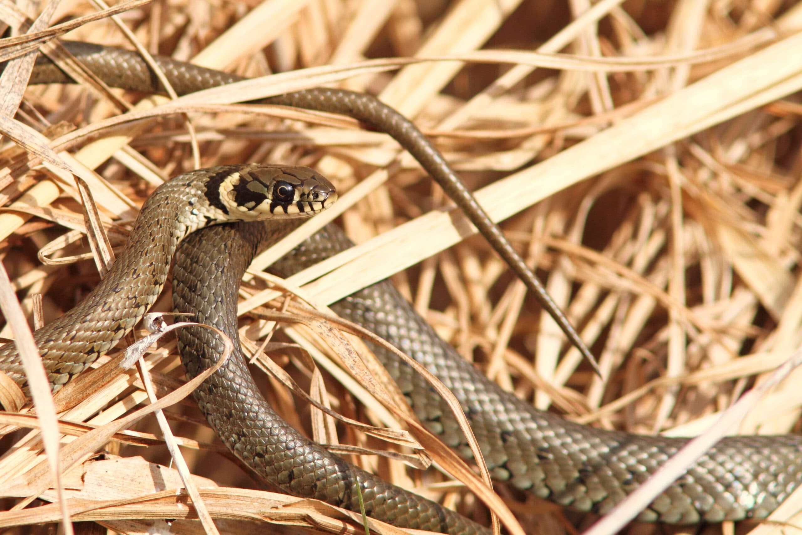 Eastern Grass Snake Natrix natrix natrix among dry reeds in Hungary