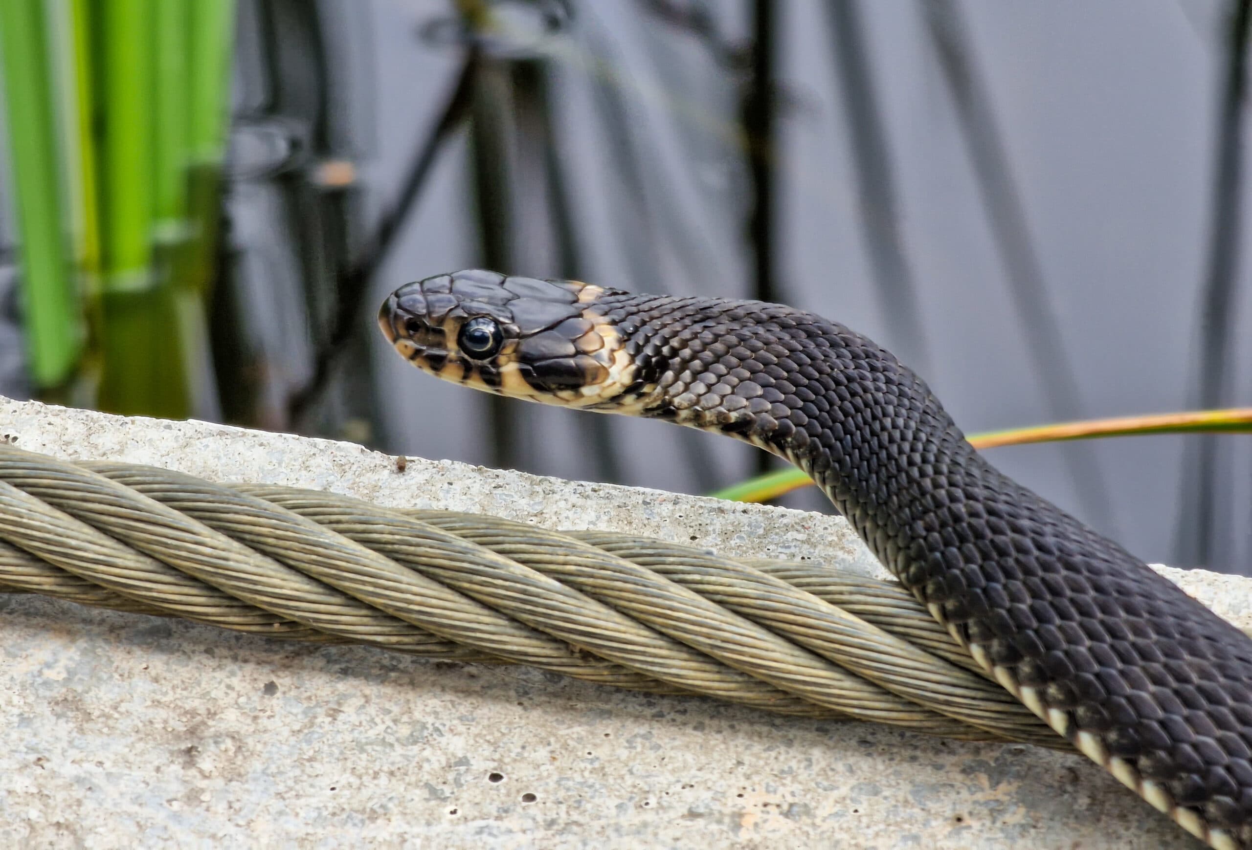 Grass Snake