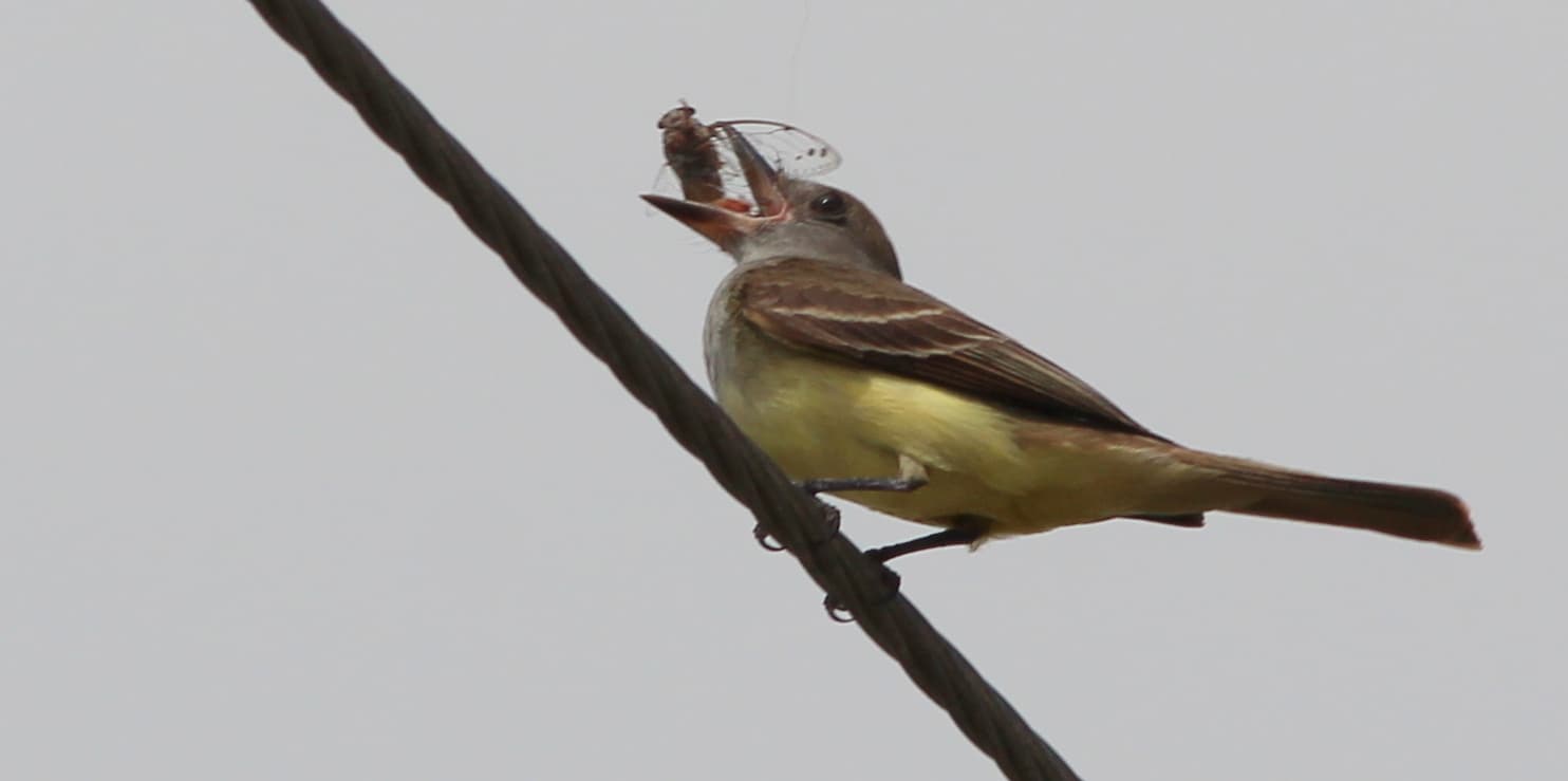 Wild Great Crested Flycatcher perched on a wire with an insect in its bill