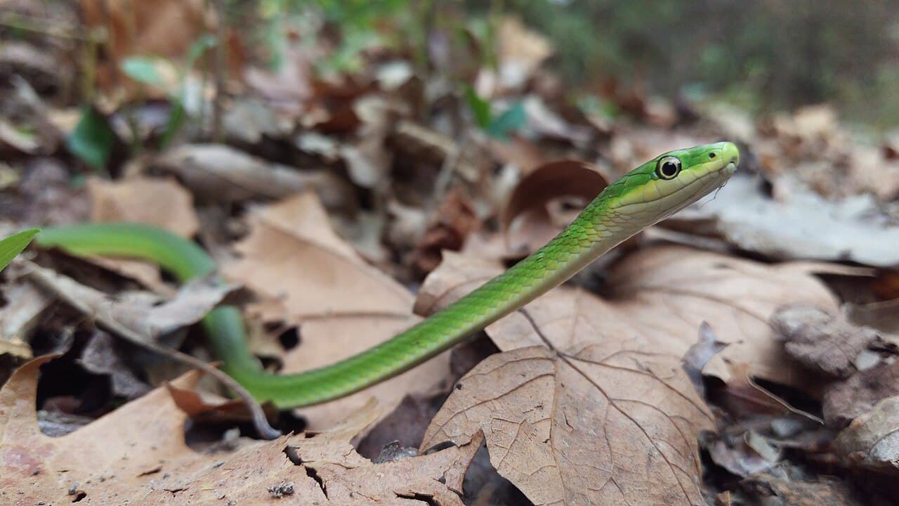 Green Snake