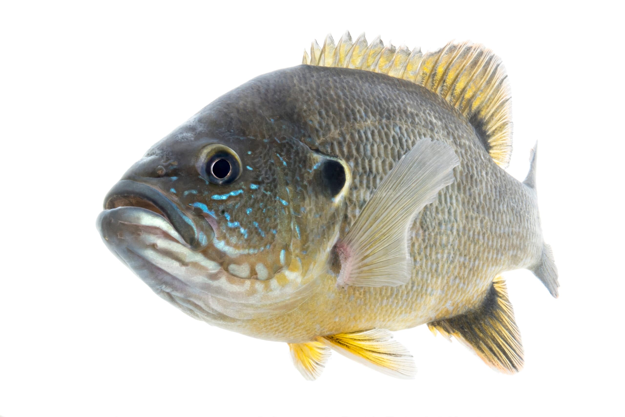 Green Sunfish