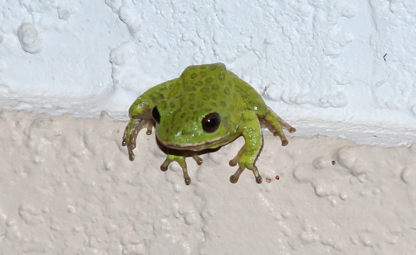 Green Tree Frog