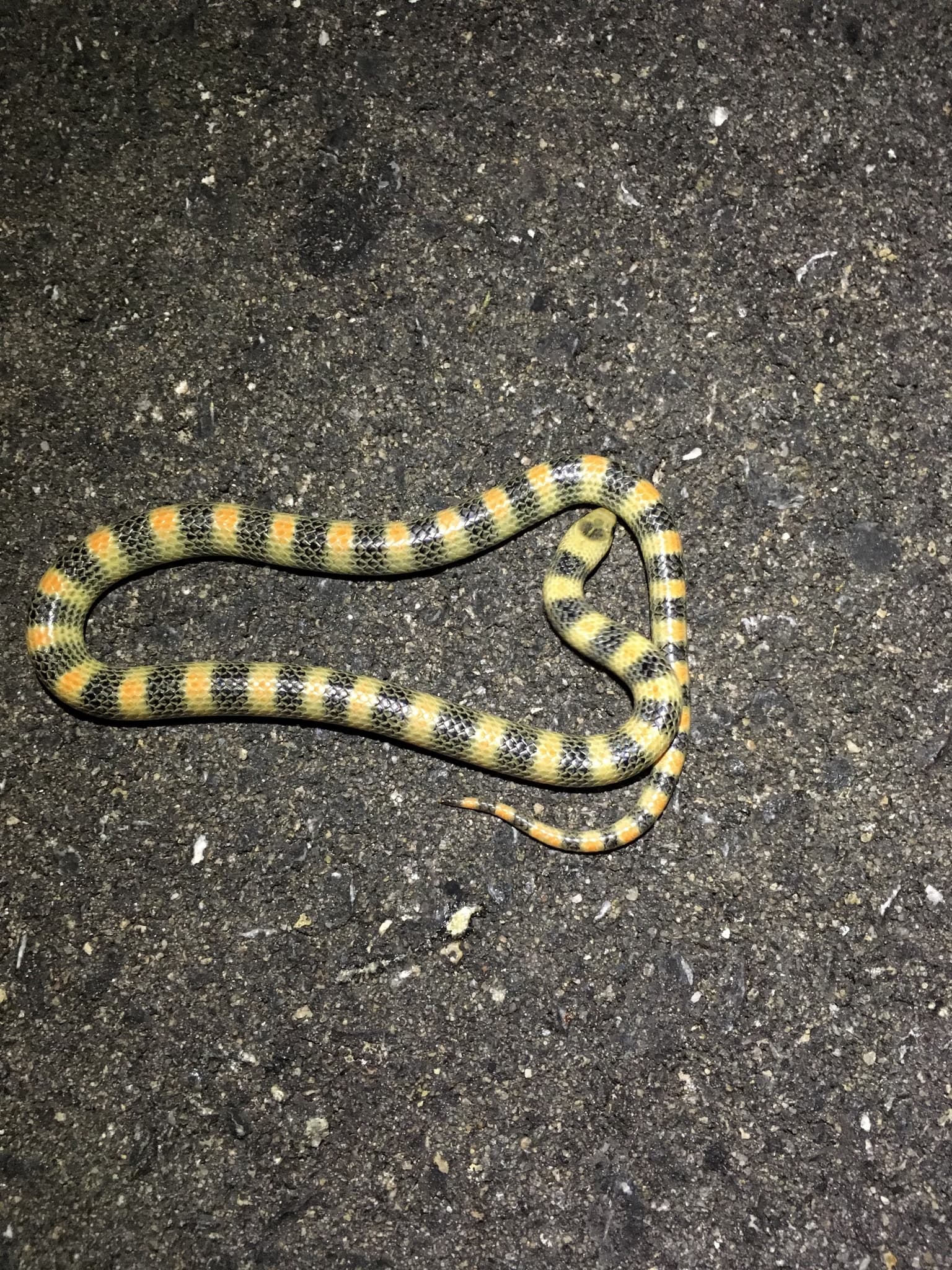 Ground Snake