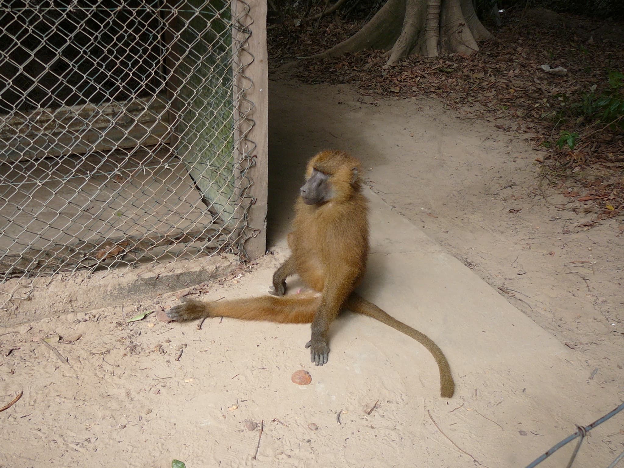 Guinea Baboon