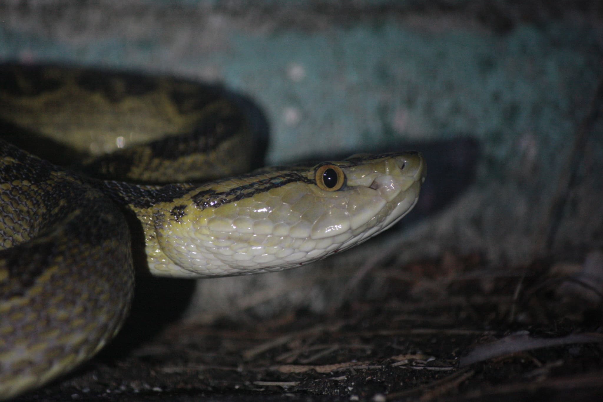 Habu Snake