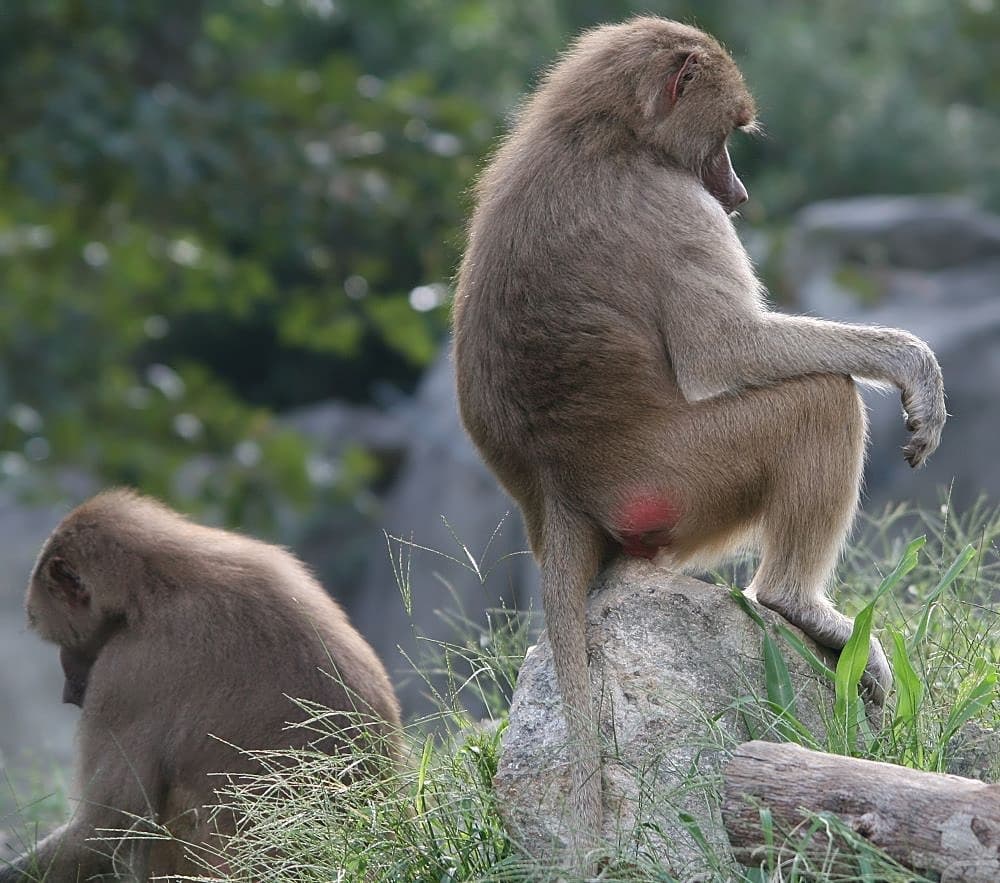 Hamadryas Baboon