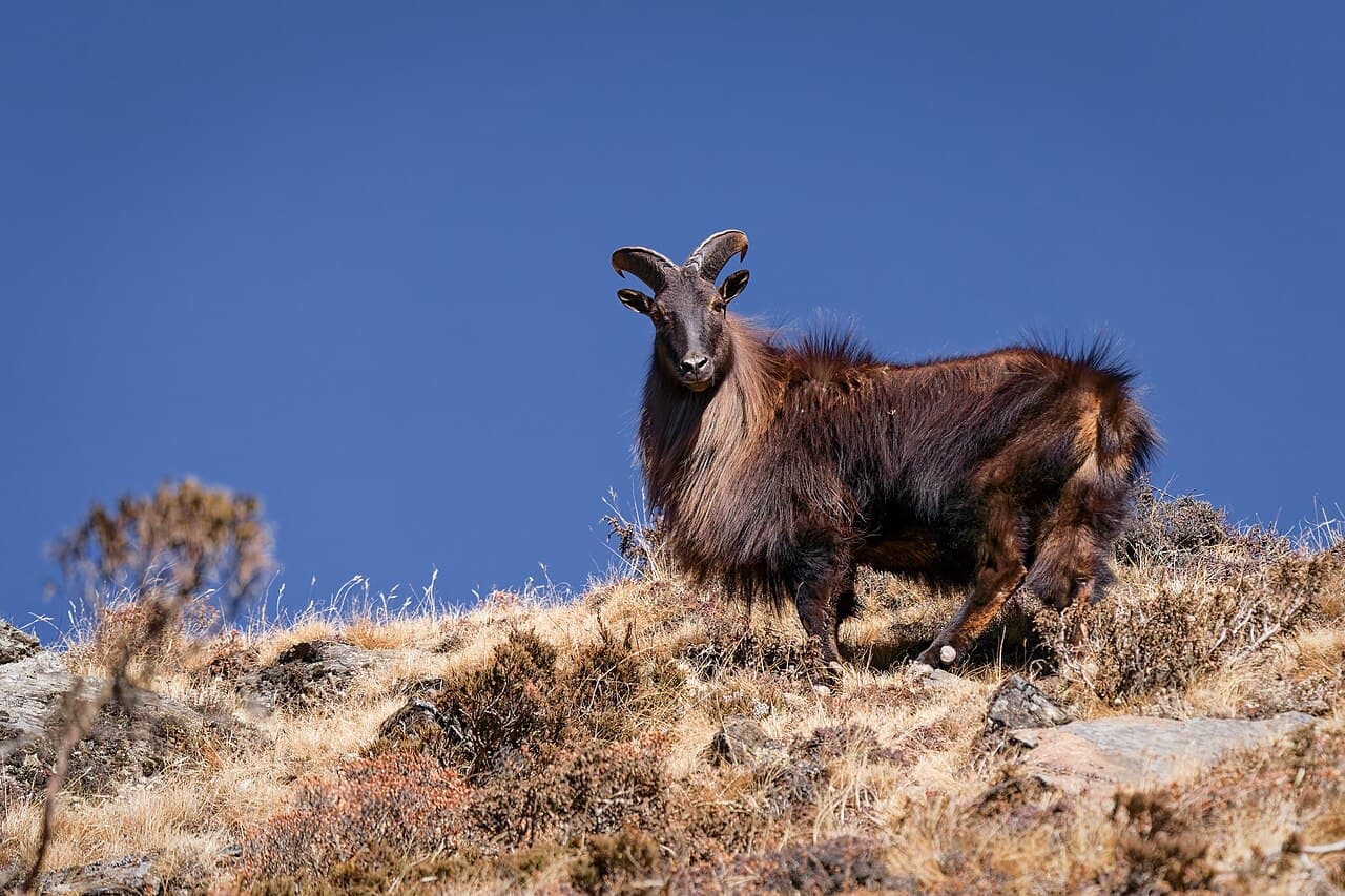 Himalayan Tahr