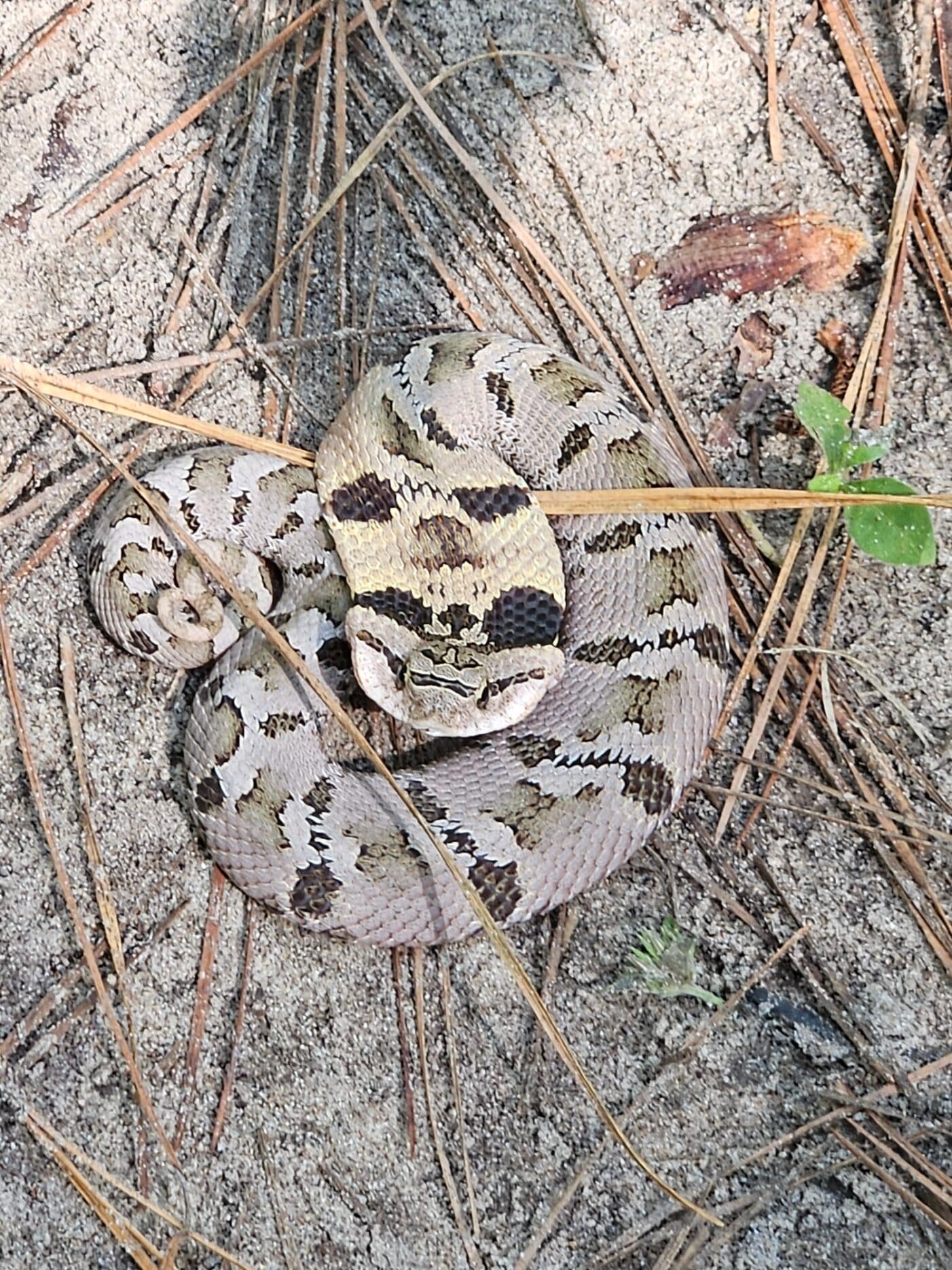 Hognose Snake in a defensive coil on sandy pine litter