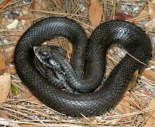 Dark-phase Eastern Hognose Snake coiled among pine needles