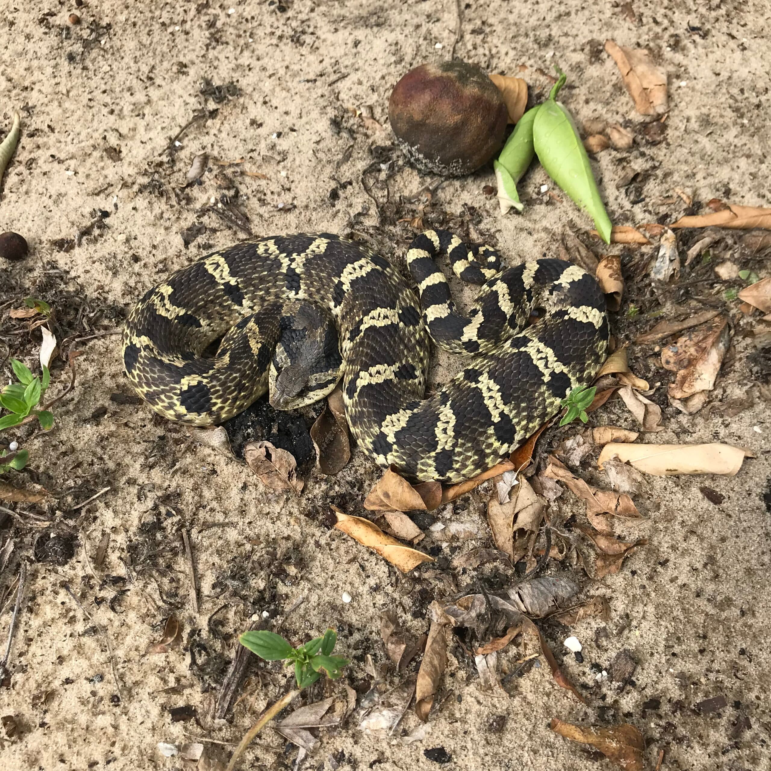 Hognose Snake