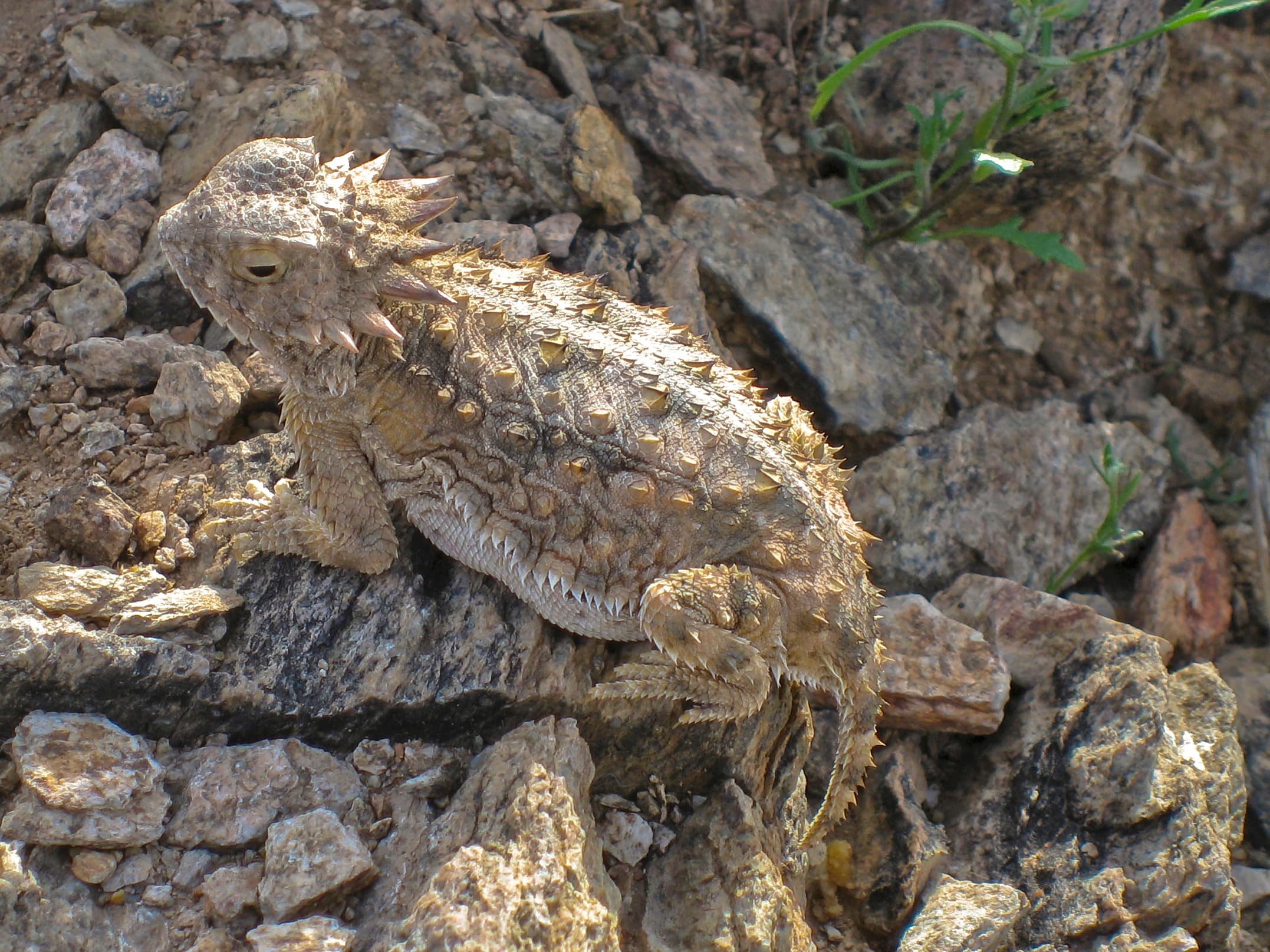 Horned Lizard