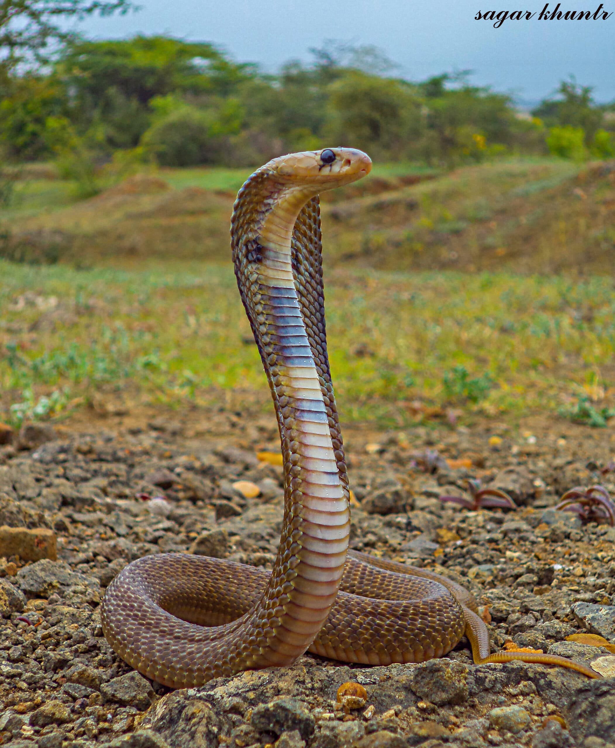 Indian Cobra