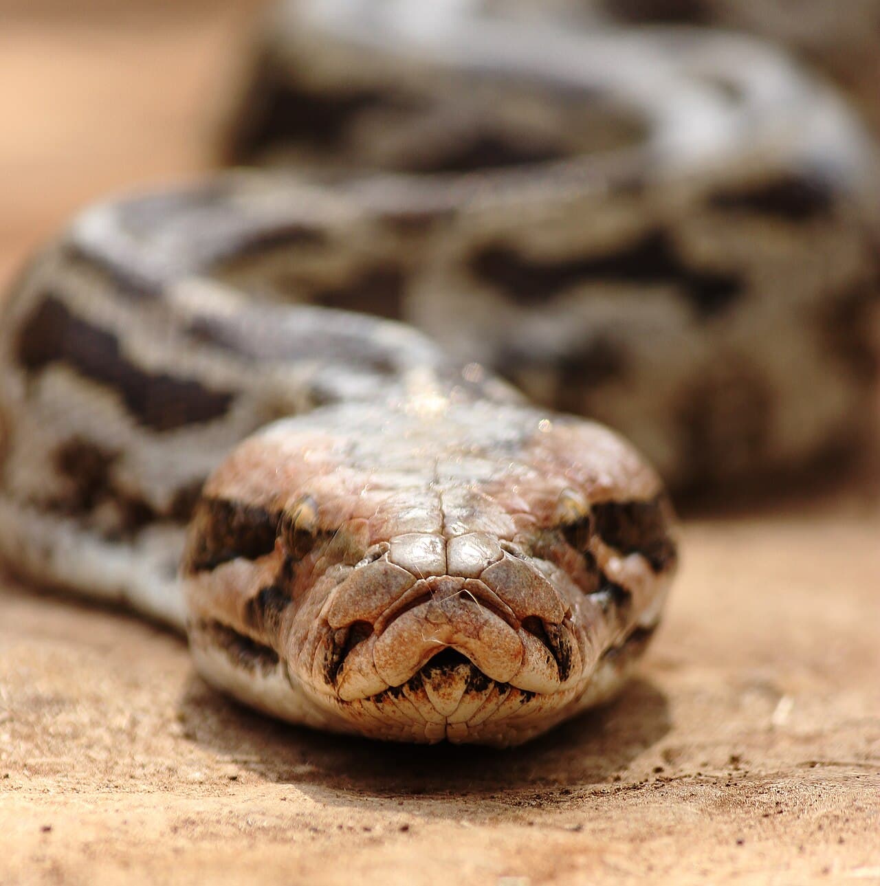 Close portrait of an Indian Python Python molurus resting on open ground