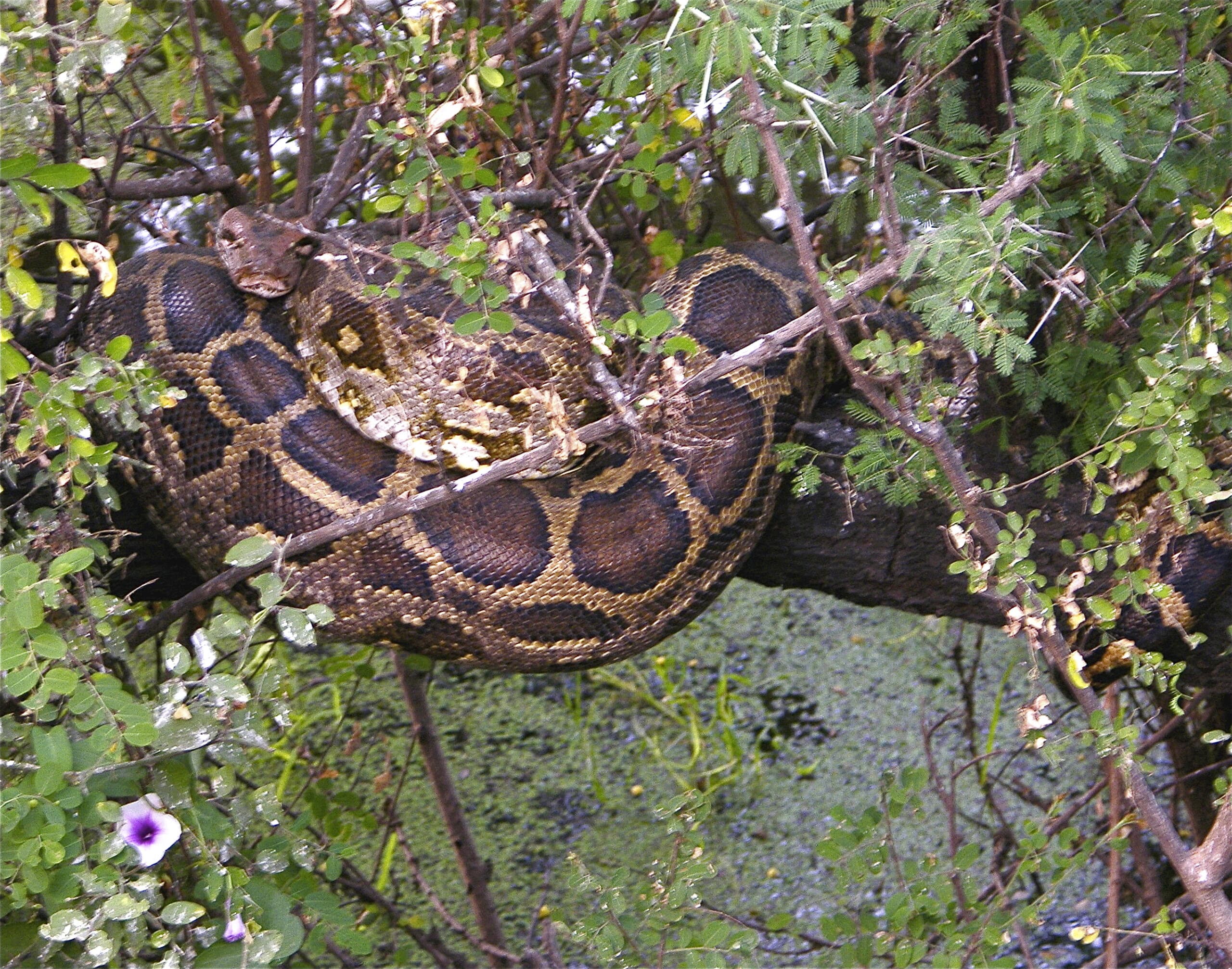 Indian Python Python molurus coiled among leafy branches in Keoladeo National Park