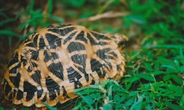 Indian Star Tortoise