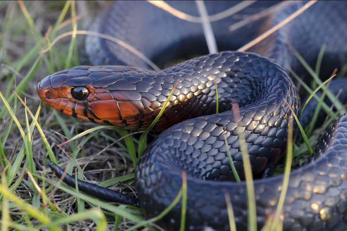 Indigo Snake