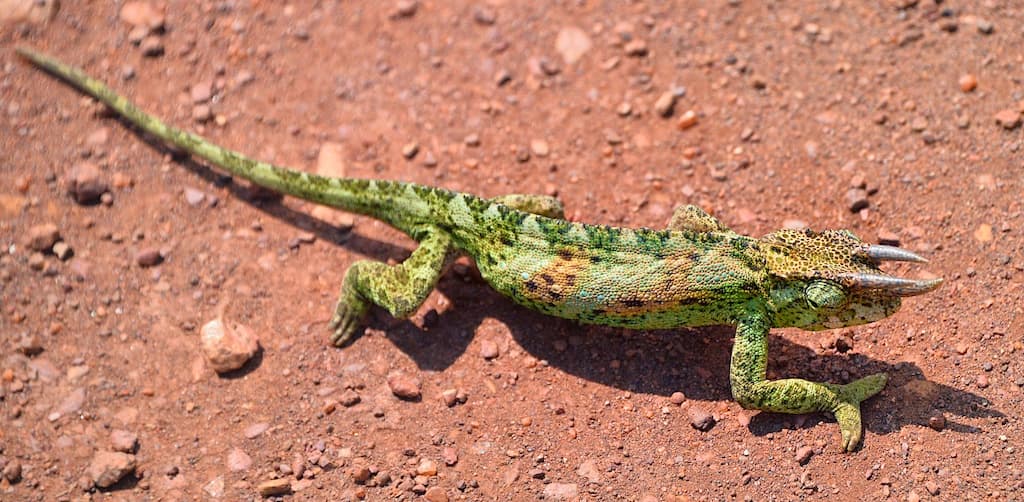 Jackson's Chameleon
