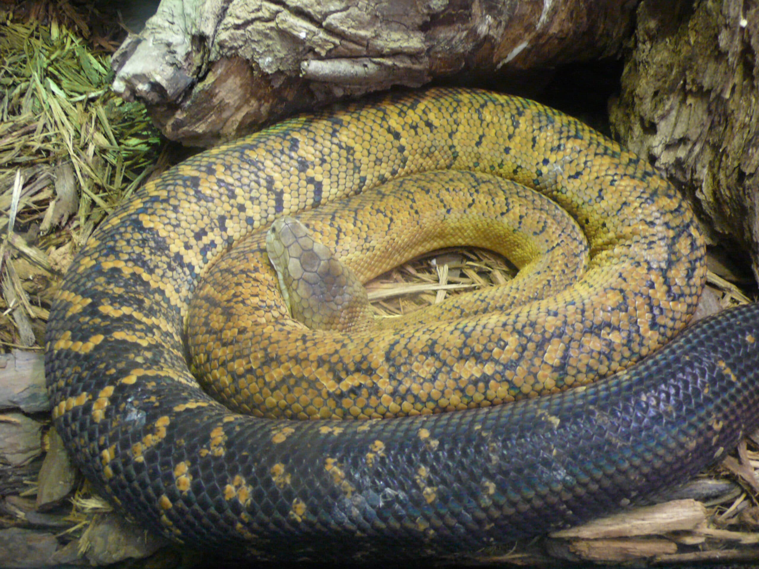 Jamaican Boa