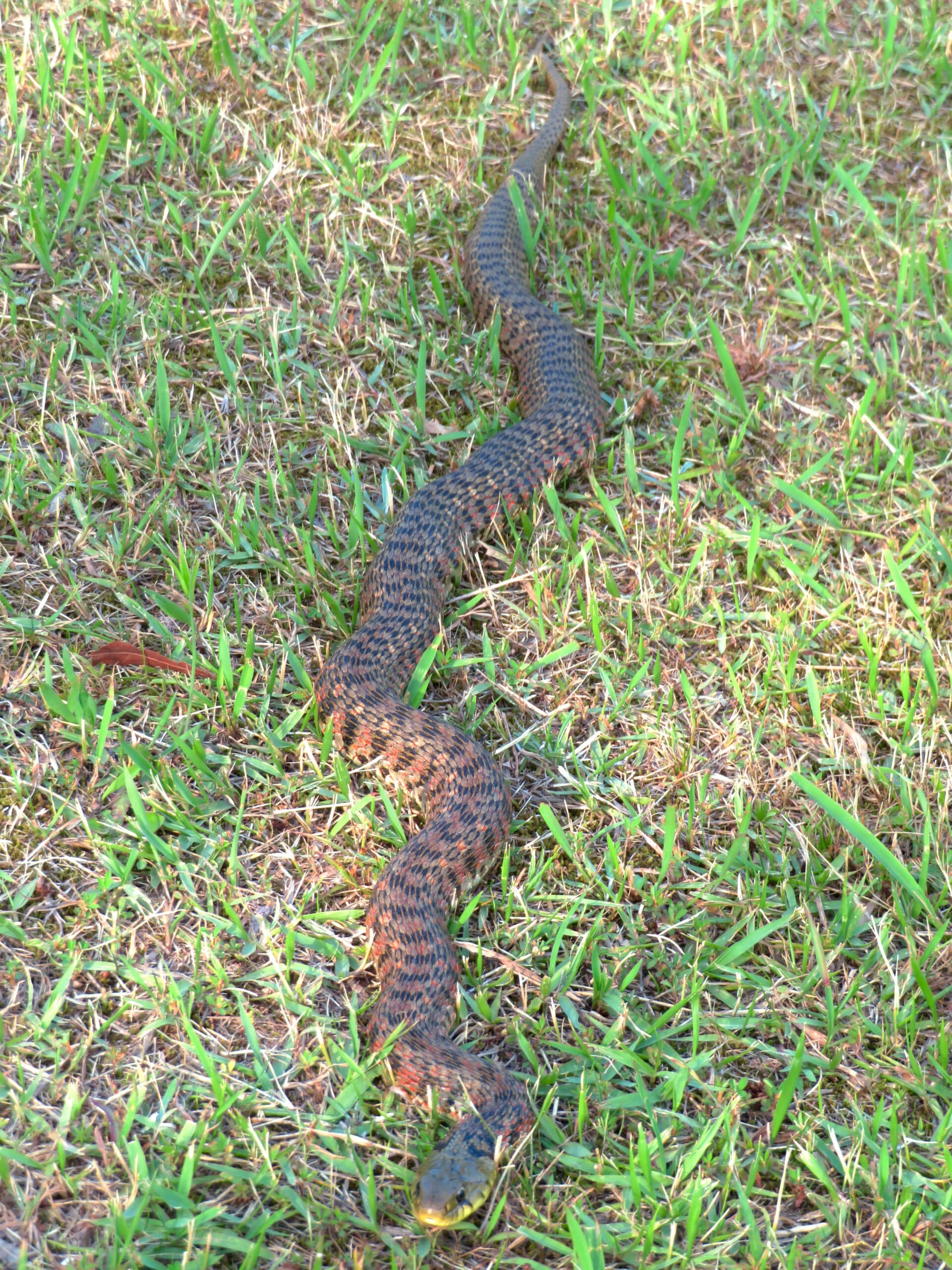 Wild tiger keelback Rhabdophis tigrinus extended through grass in Japan