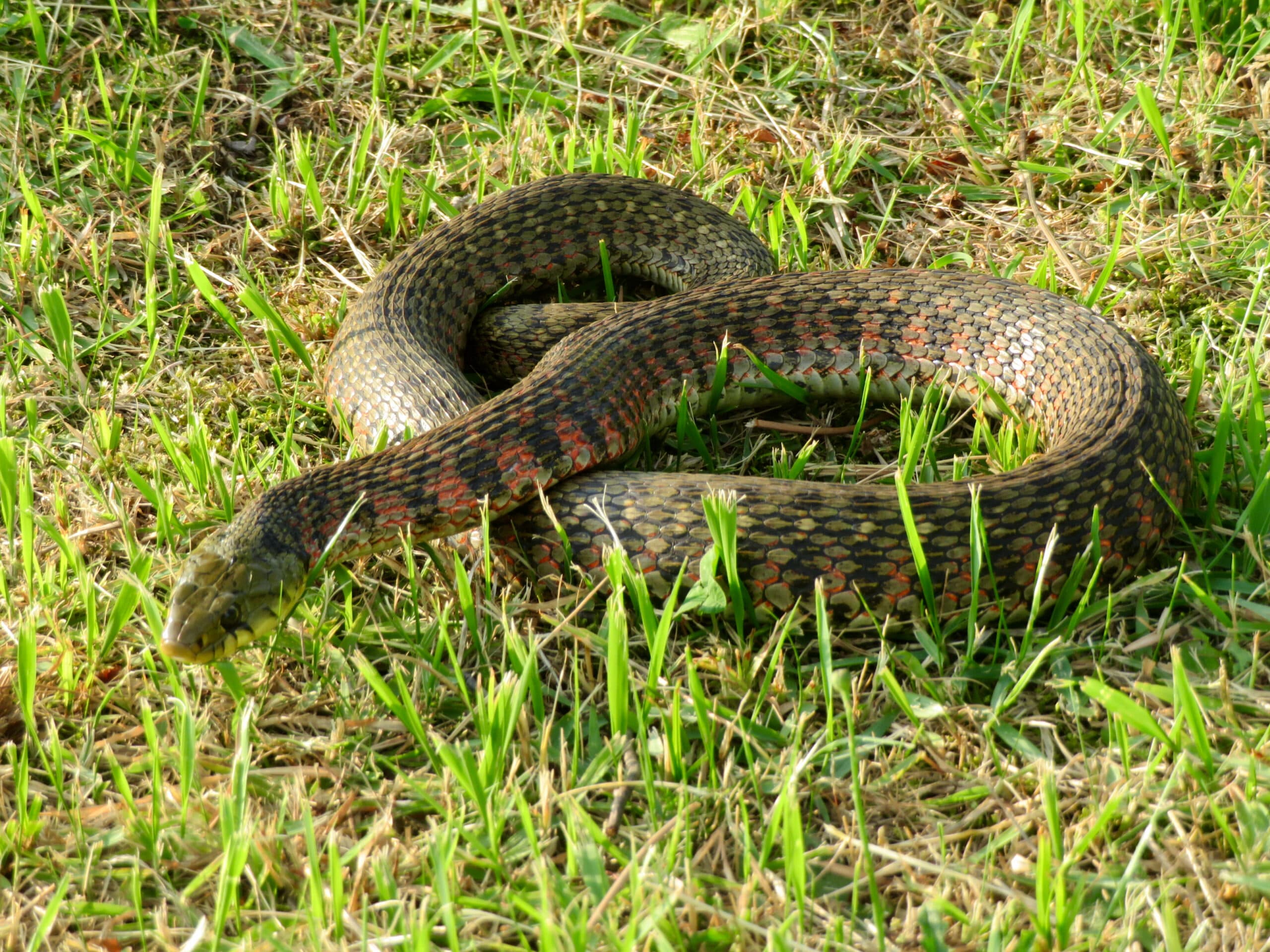 Keelback