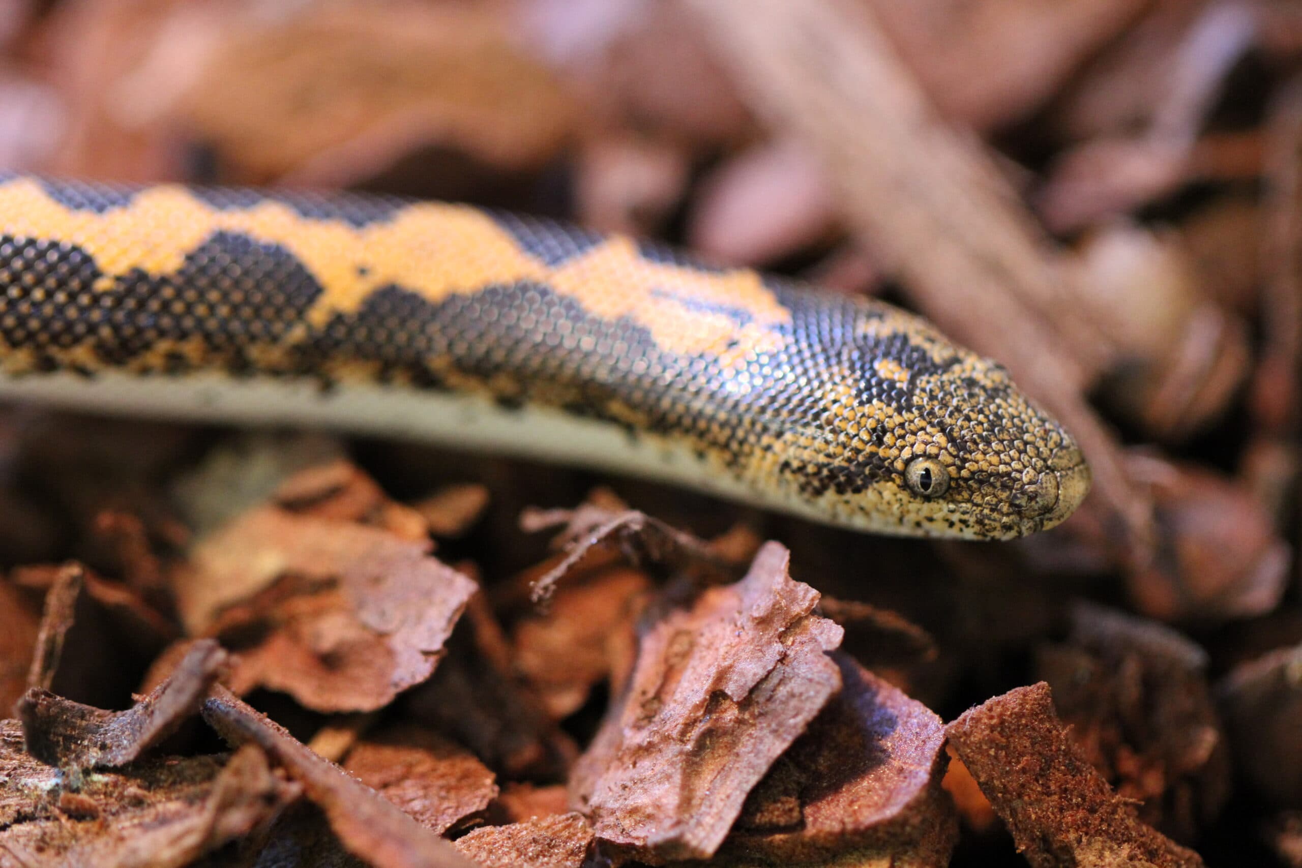 Kenyan Sand Boa