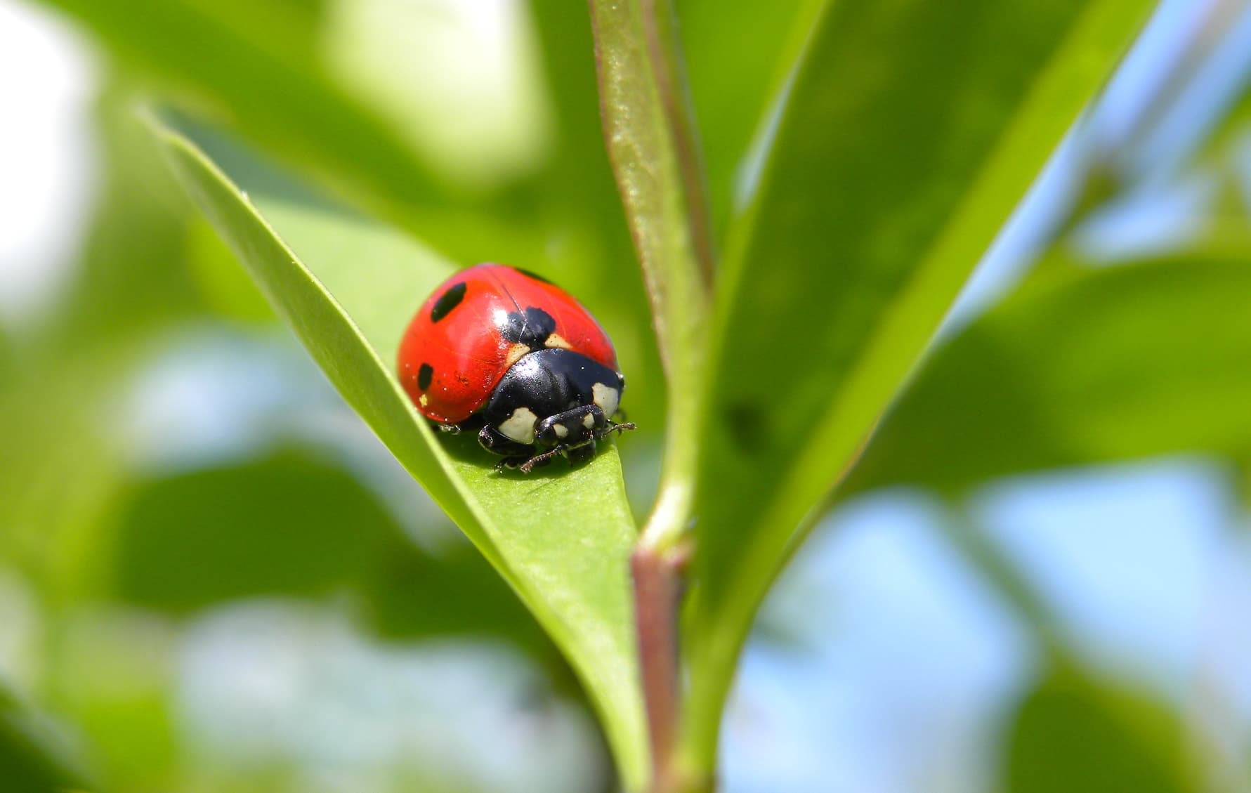Ladybug
