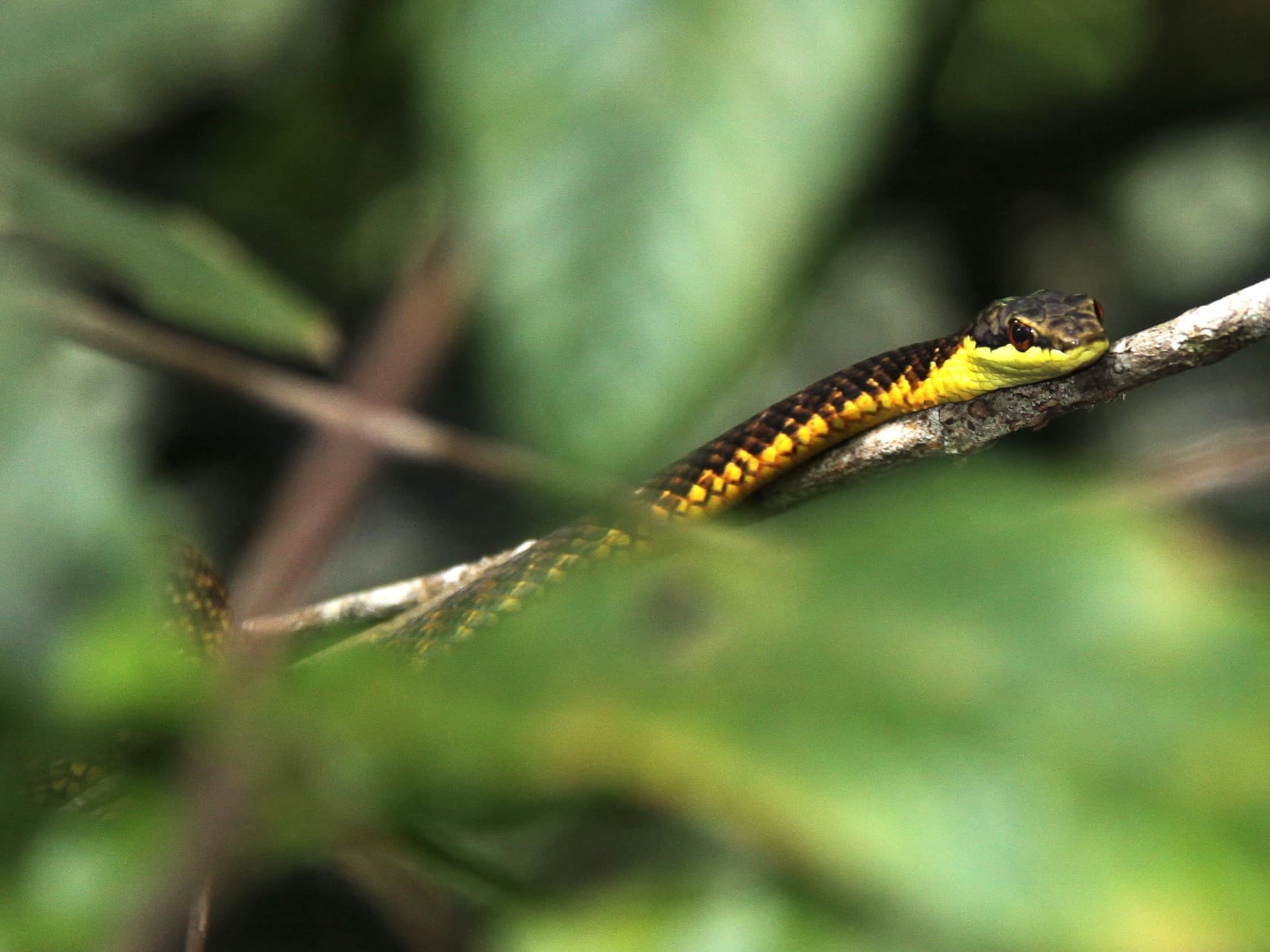 Moluccan flying snake resting on a branch in forest vegetation