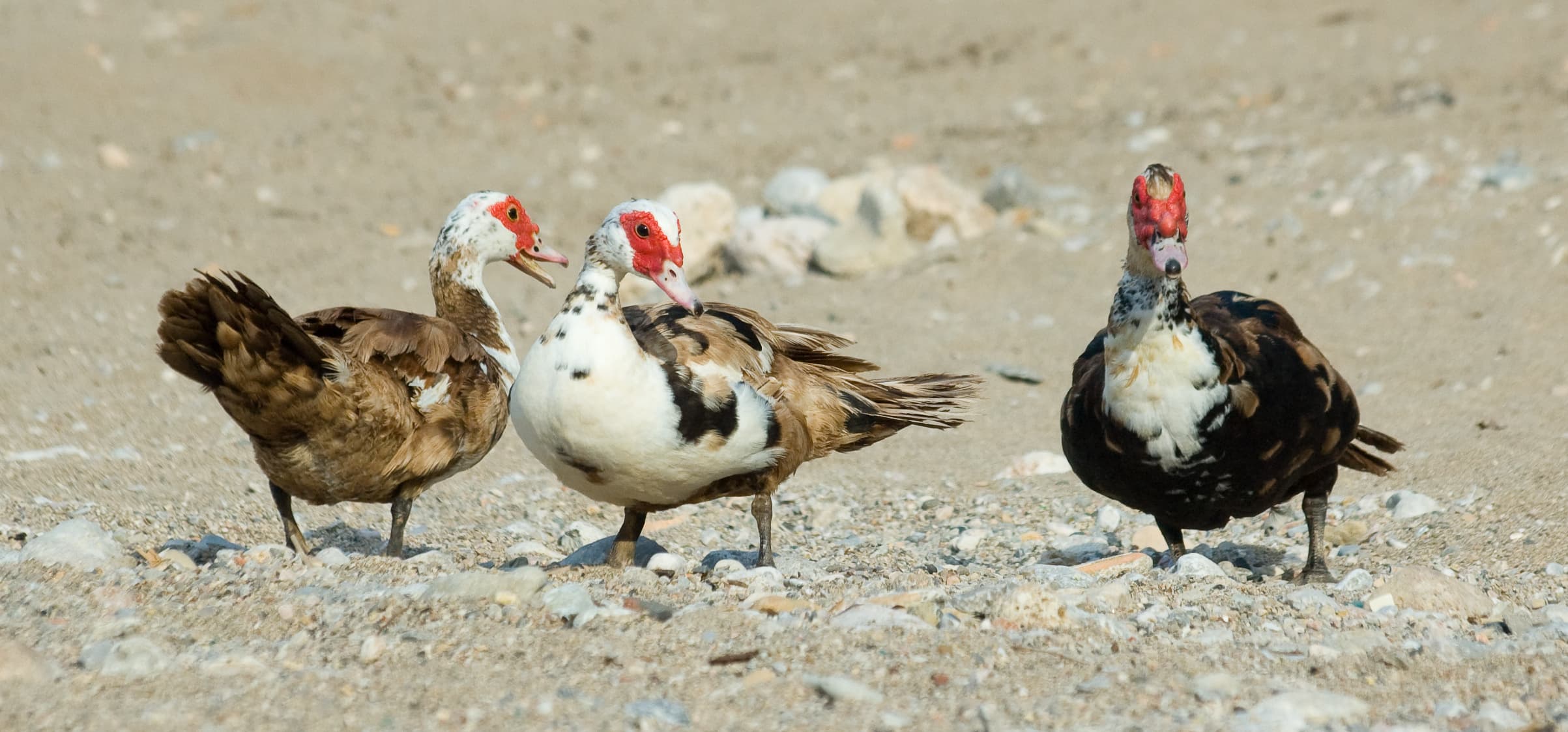 Muscovy Duck