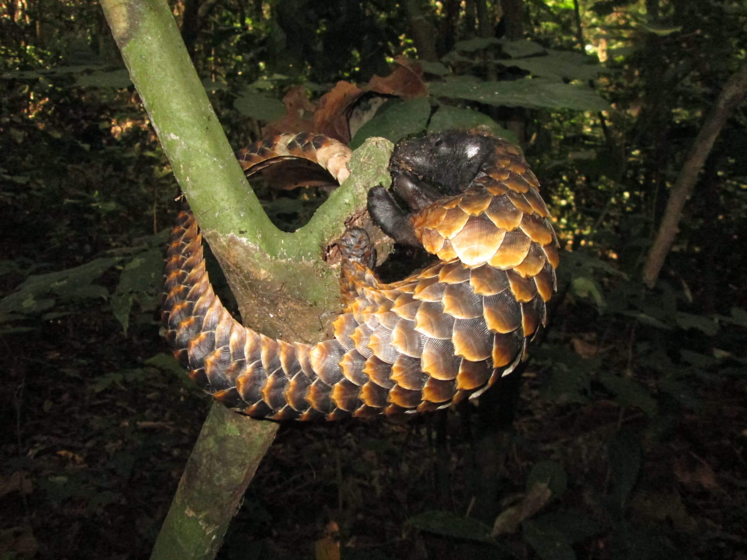 Pangolin