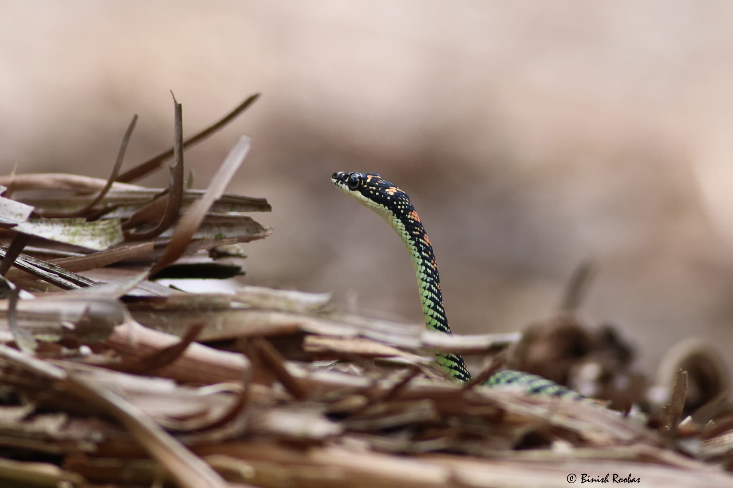 Paradise flying snake raising its head among dry vegetation in Indonesia