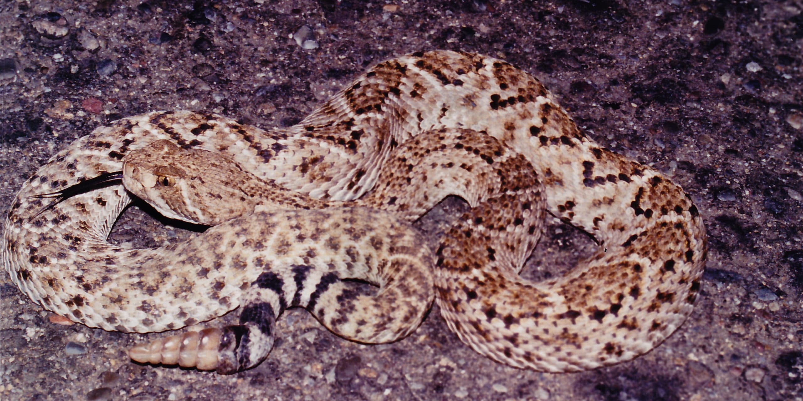 Rattlesnake