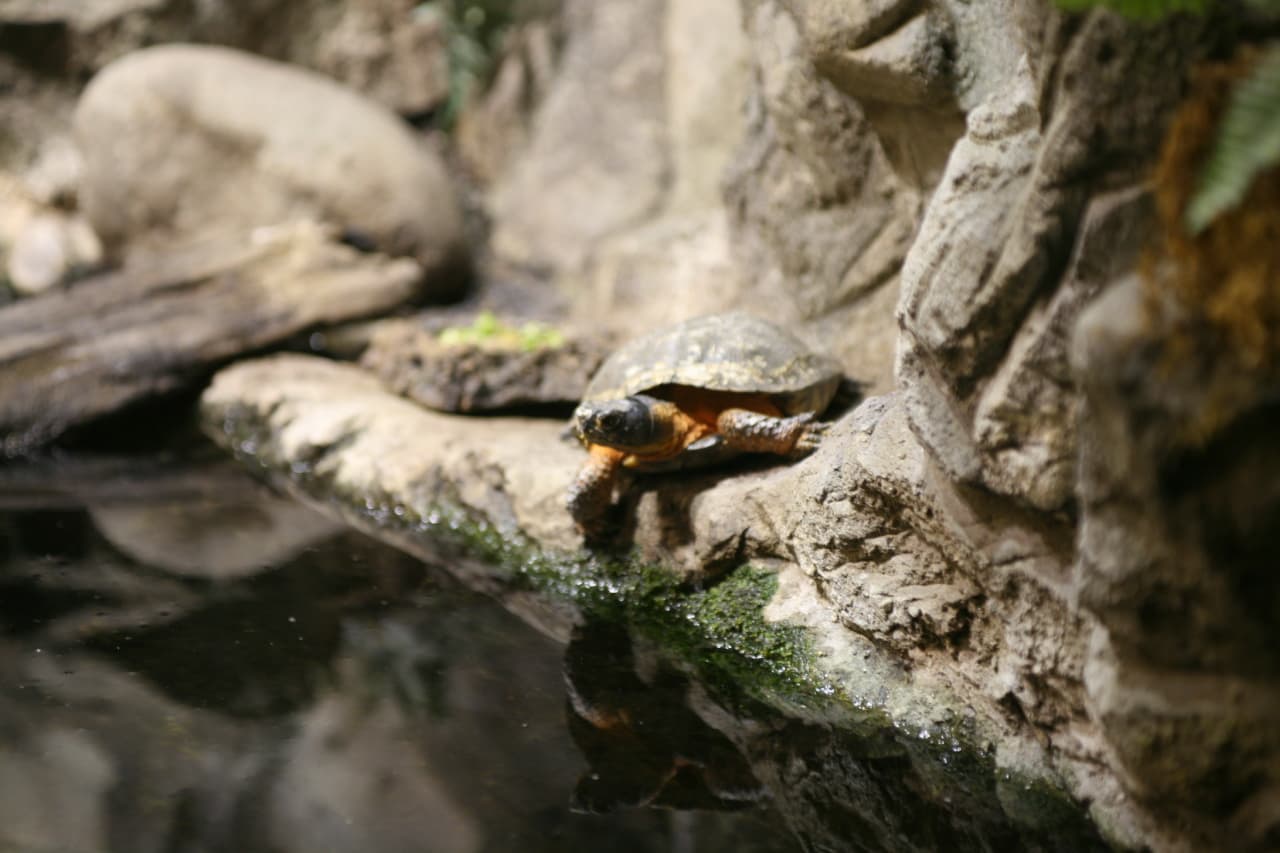 Wood Turtle