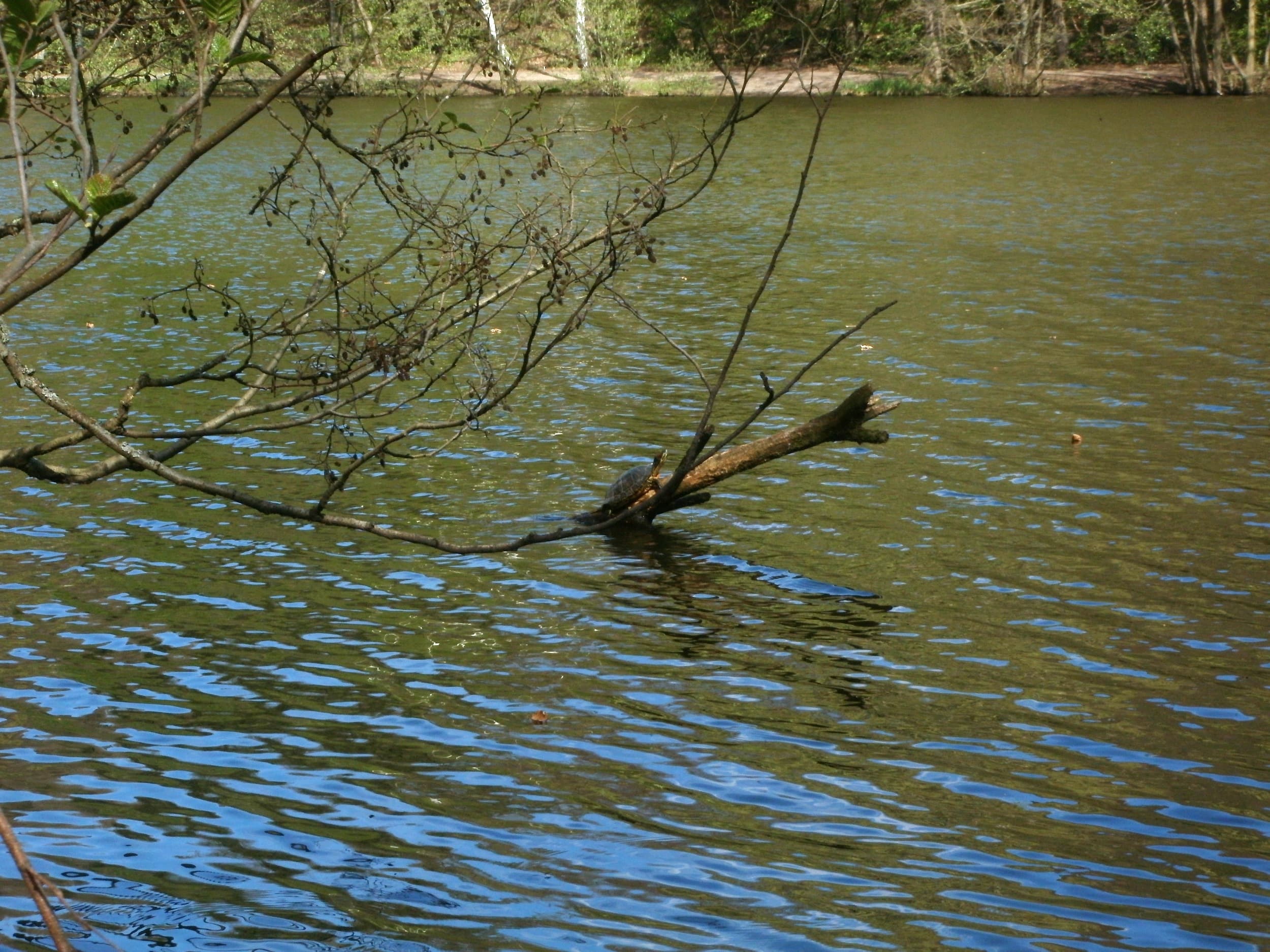 Yellow-bellied Slider