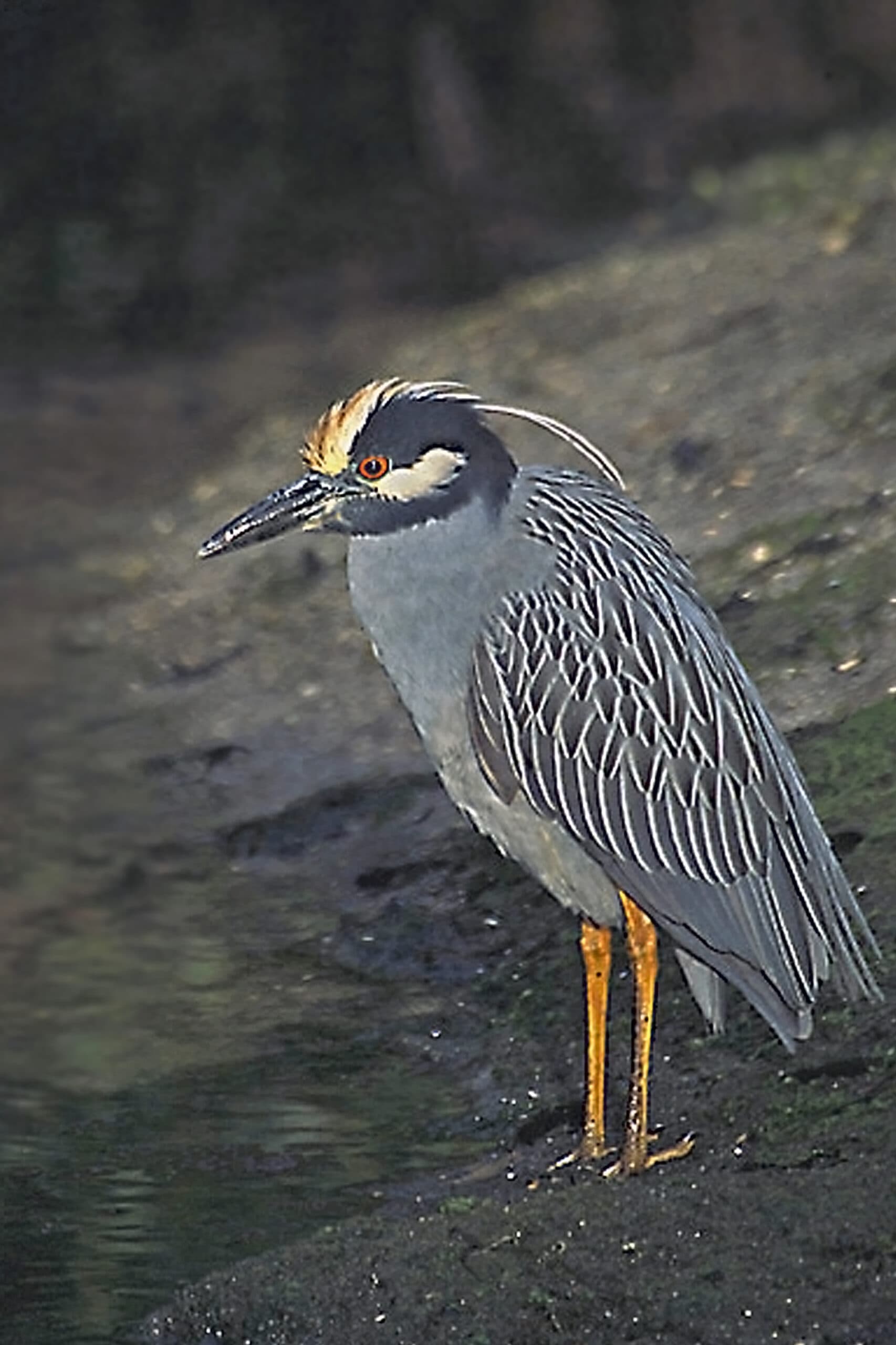 Yellow-crowned Night Heron