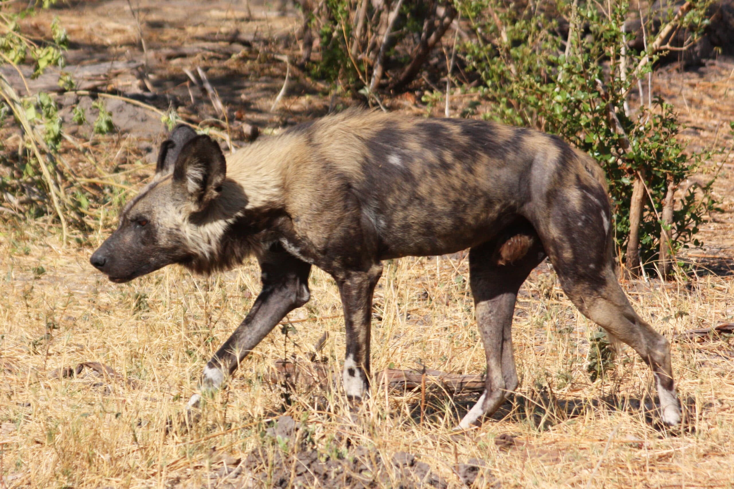 African Wild Dog walking in Botswana, showing its mottled black, tan and white coat