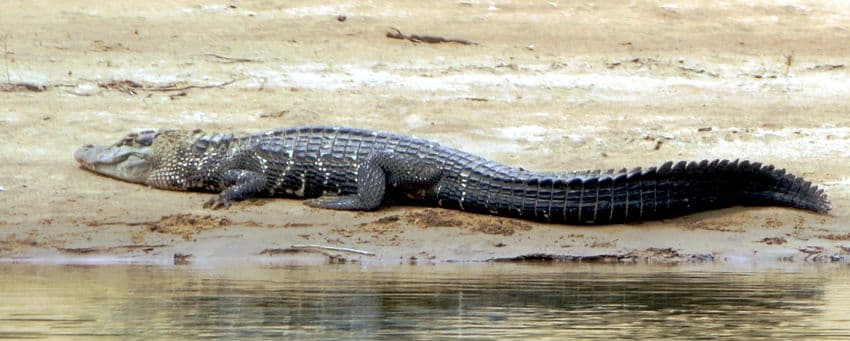 Black Caiman swimming in the Rupununi River in southwestern Guyana