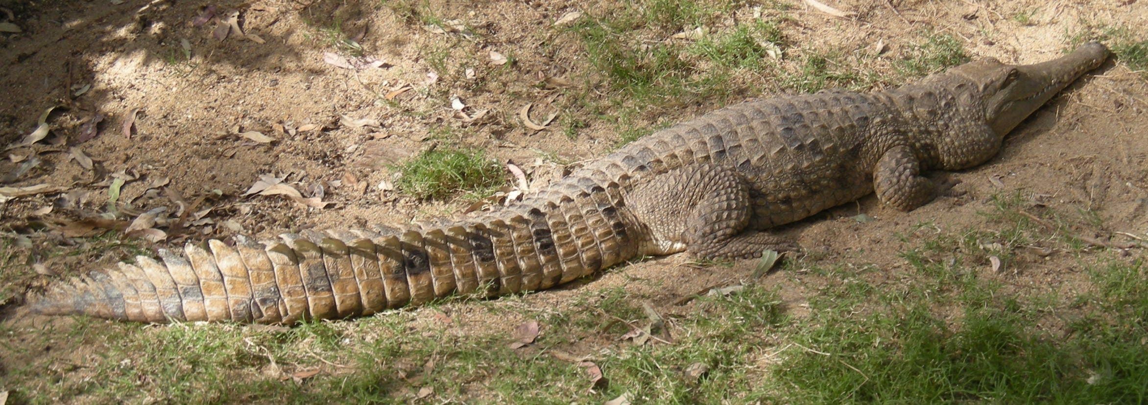 Freshwater Crocodile Crocodylus johnstoni resting beside water