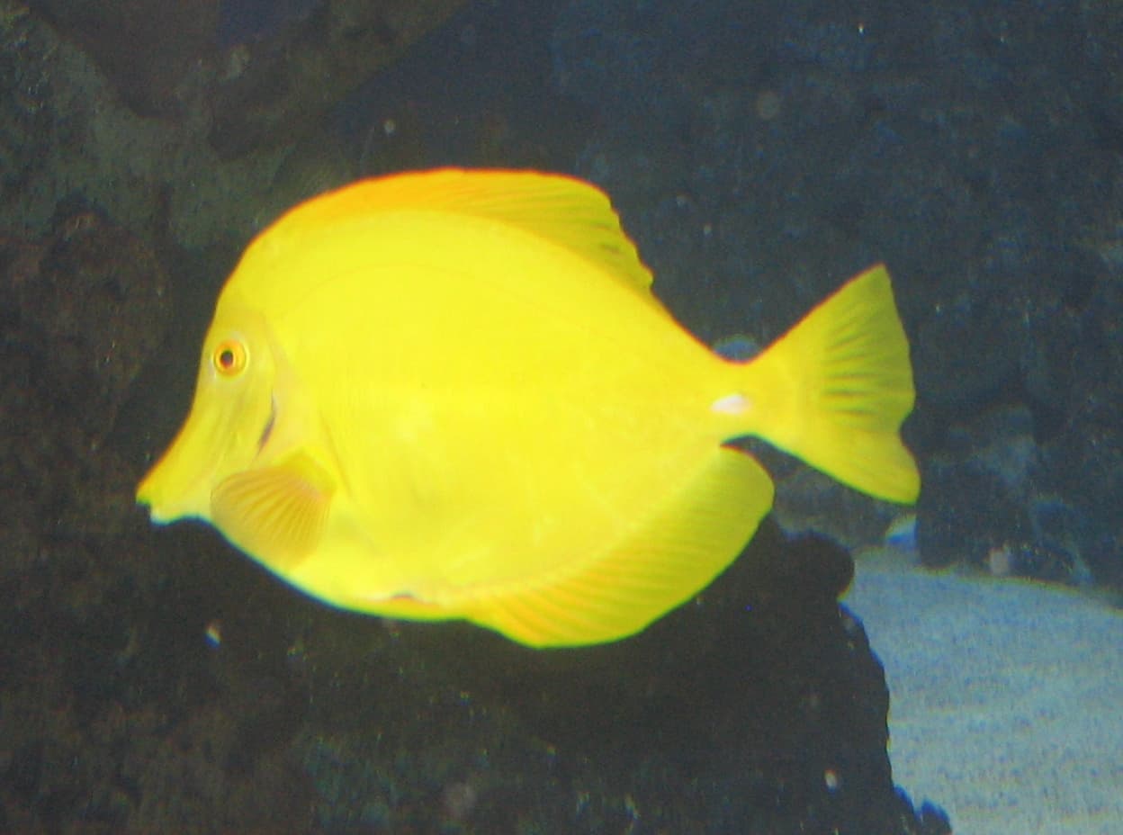 Bright yellow tang Zebrasoma flavescens swimming in an aquarium